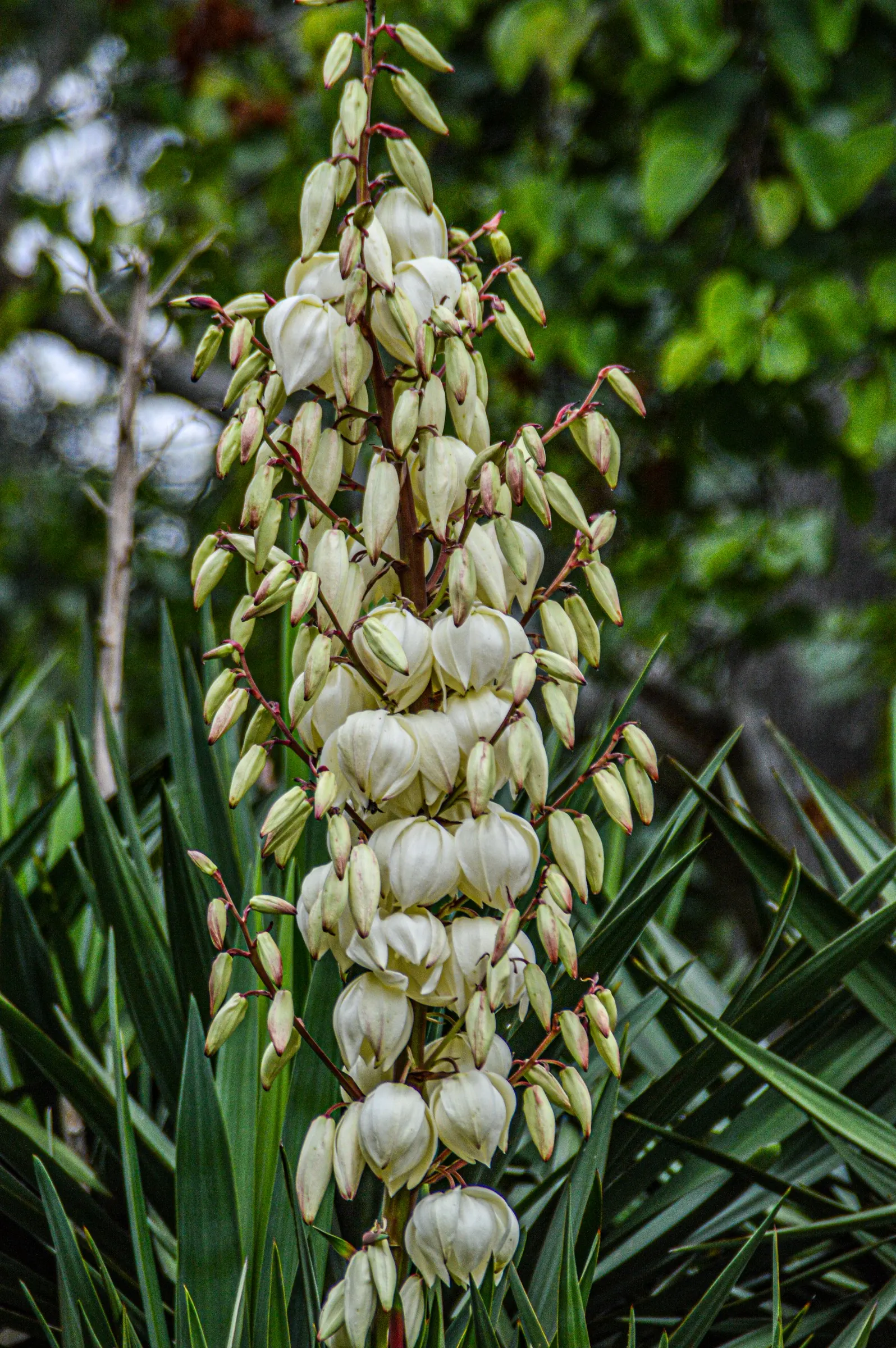 Adam's Needle (Yucca Filamentosa) — white flowers in the garden; the leaves are a striking bluish-green, image 79