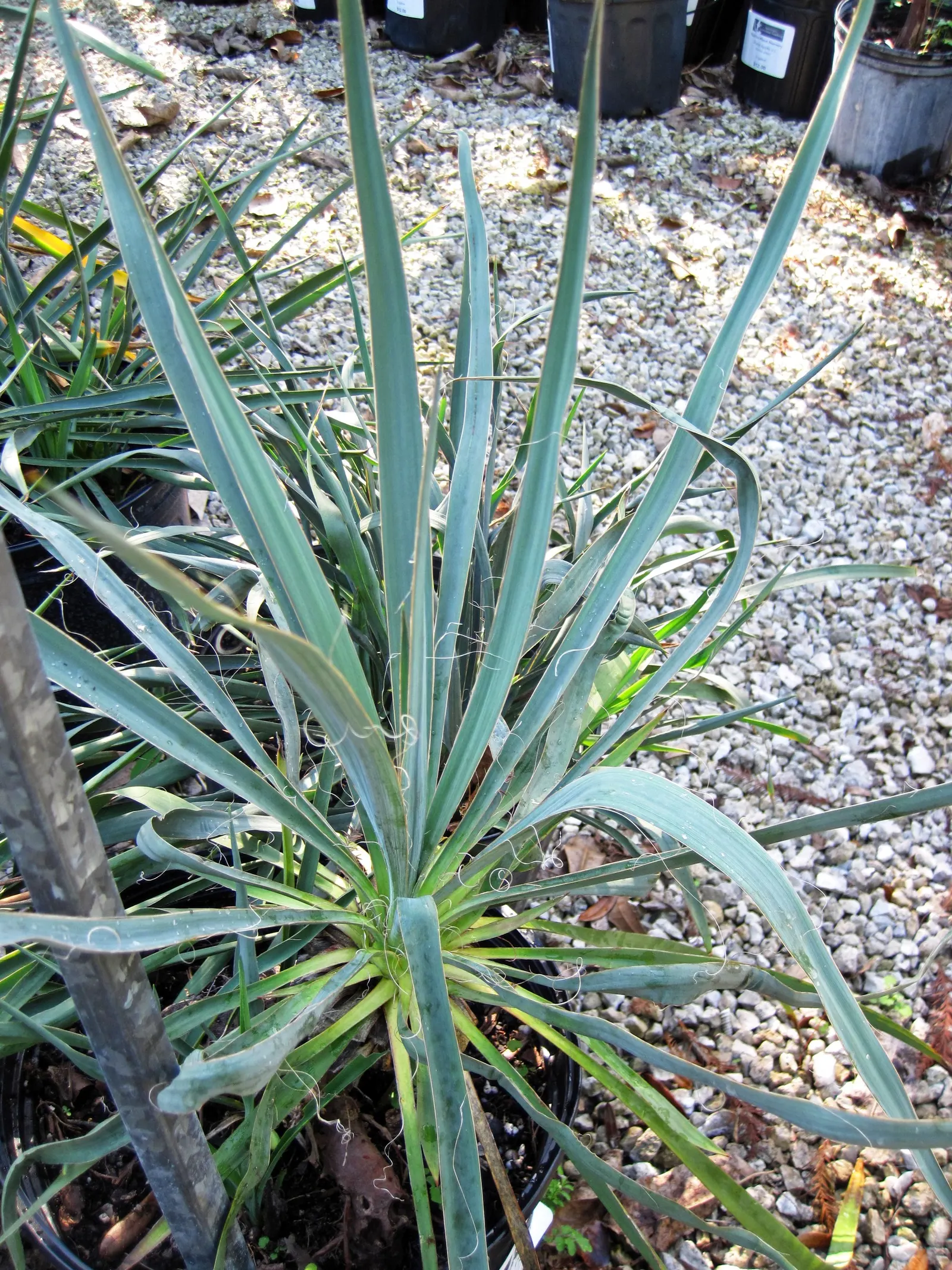 Adam's Needle (Yucca Filamentosa) — used as an accent or specimen plant; with its rosette of sword-shaped leaves, this native North American plant, image 75