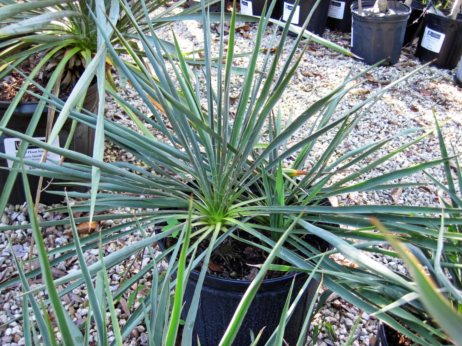 Adam's Needle (Yucca Filamentosa) — or planted in groups for a dramatic effect; it prefers well-drained soil, image 76