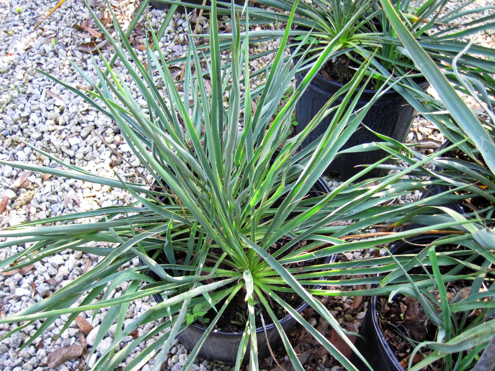 Adam's Needle (Yucca Filamentosa) — Yucca filamentosa can be placed in the foreground of beds or borders; admired for its rosettes of sword-like, image 74