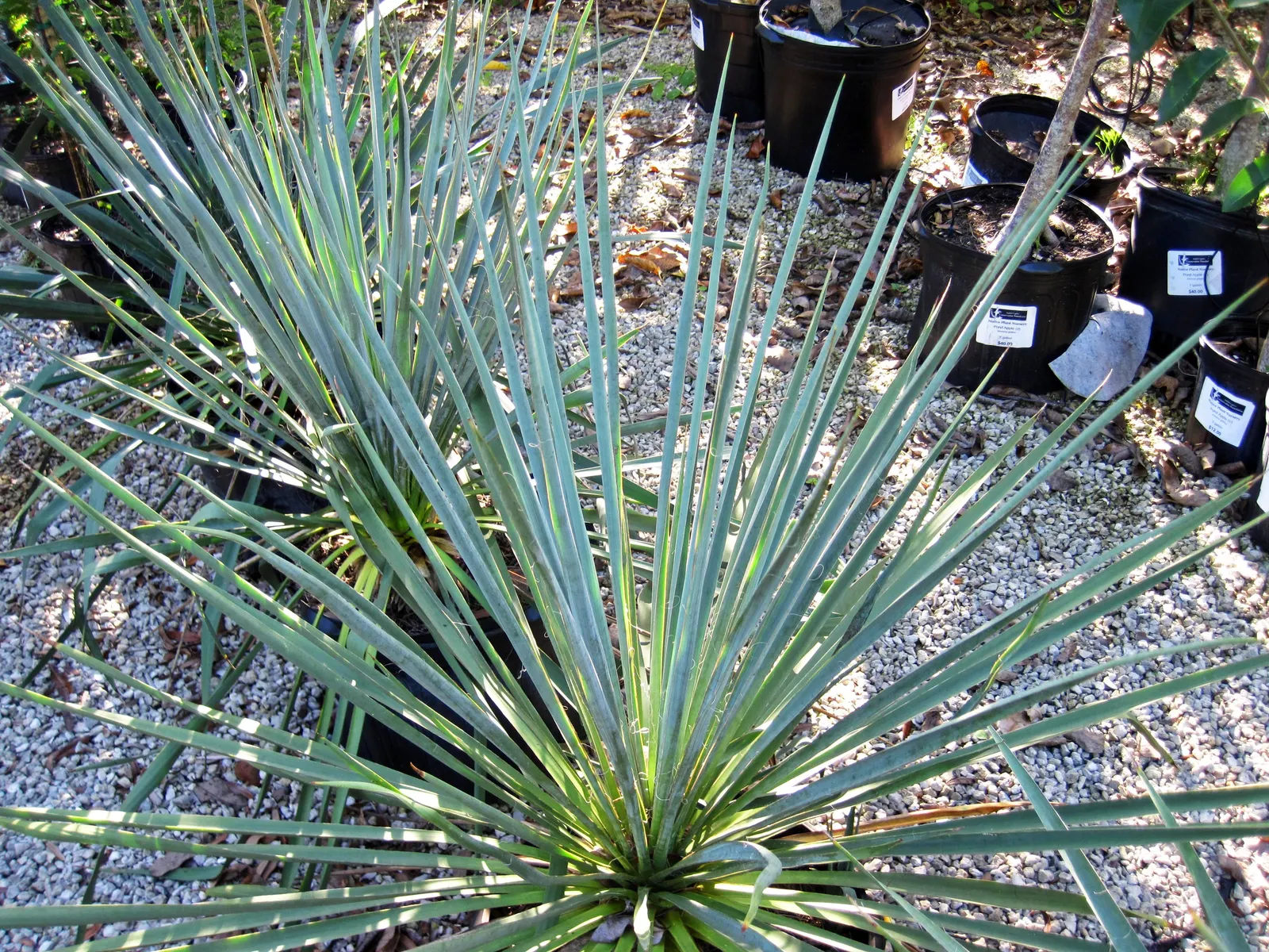Adam's Needle (Yucca Filamentosa) — It prefers well-drained soil; adam's Needle (Yucca filamentosa) is a hardy, image 70