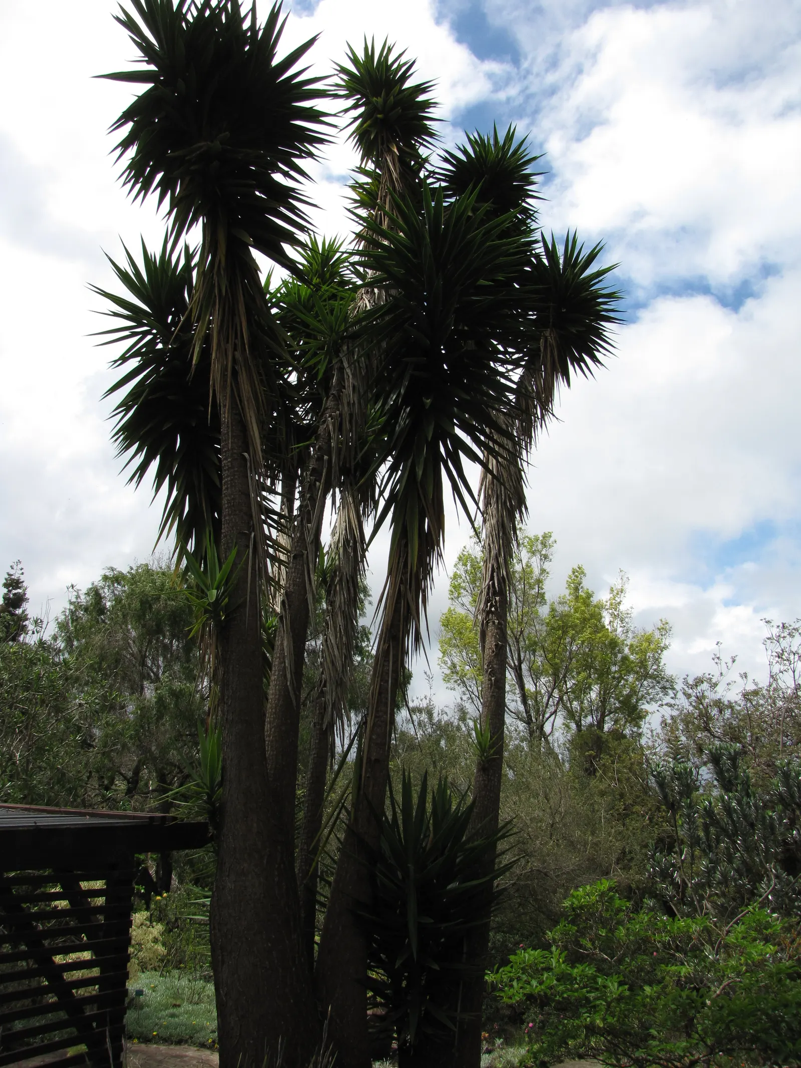 Adam's Needle (Yucca Filamentosa) — shrub for full; ensure it has ample space to accommodate its mature size and the stunning flower spikes, image 81