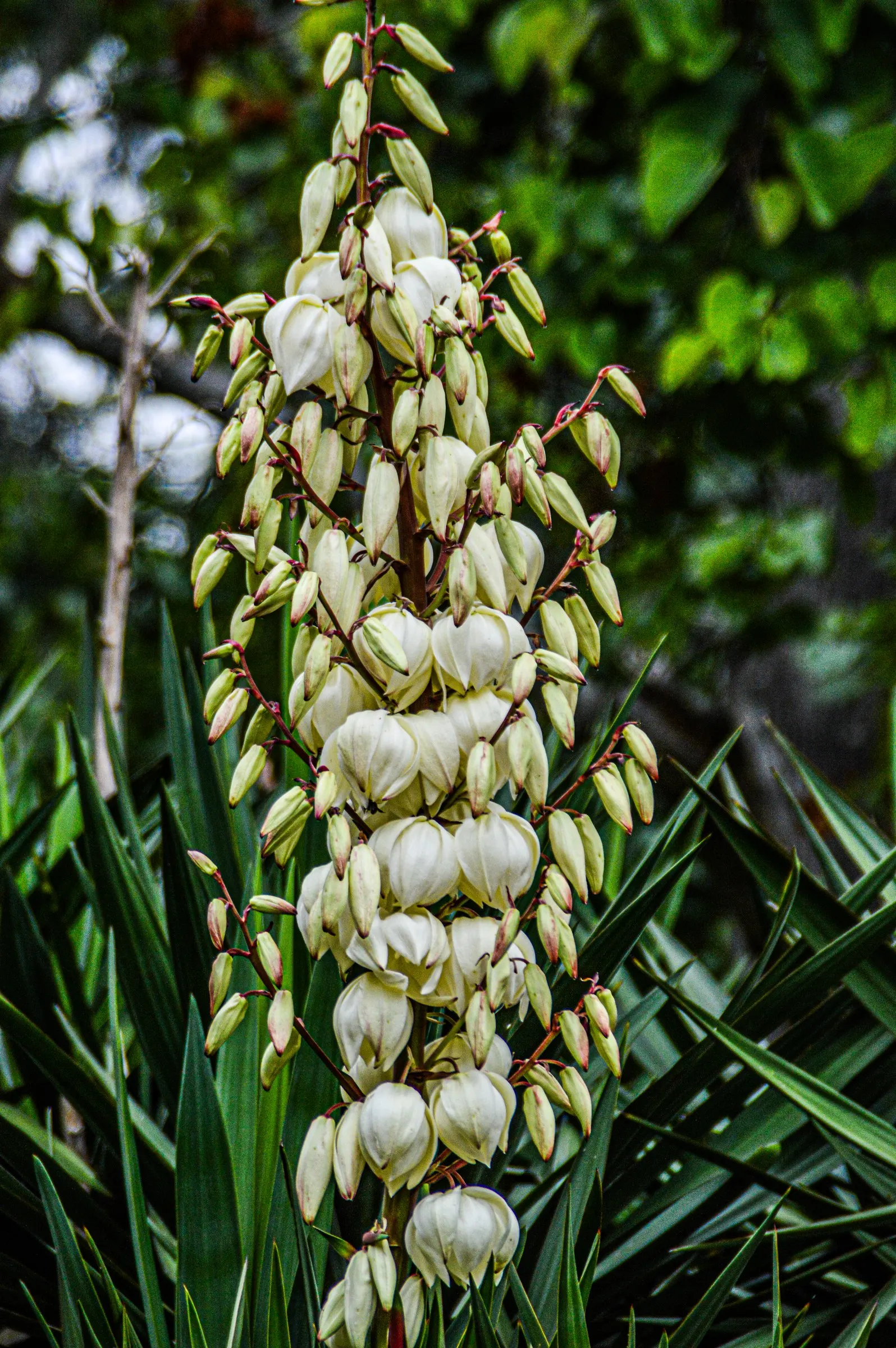 Adam's Needle (Yucca Filamentosa) — shrub with white blooms; and with its ability to withstand dry conditions, image 80