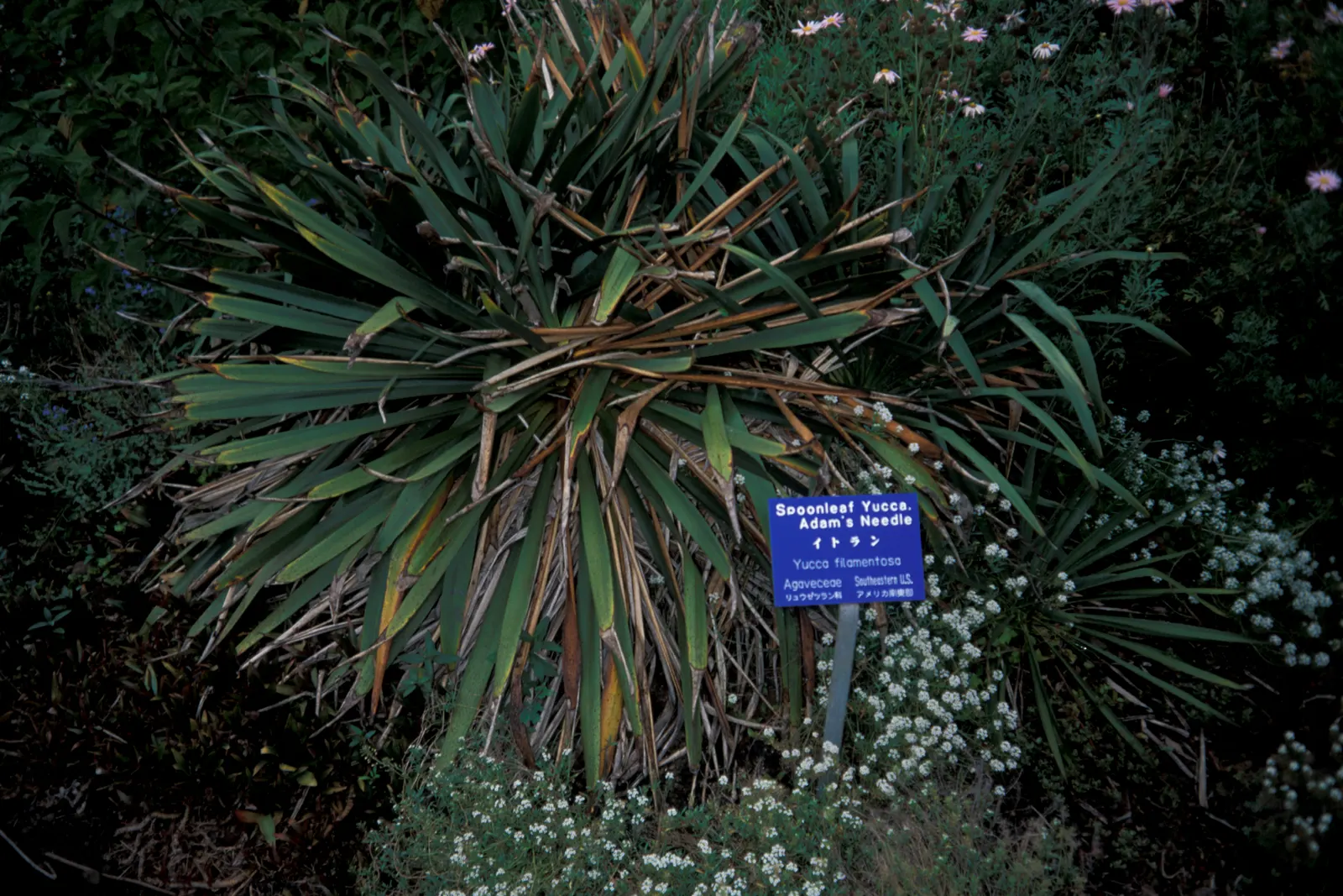 Adam's Needle (Yucca Filamentosa) — adding to its visual appeal.<br><br>As a landscape architect