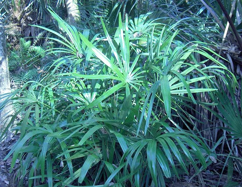 Adam's Needle (Yucca Filamentosa) — admired for its rosettes of sword-like leaves that reach 2-3 ft in length and up to 3 inches wide; each, image 56