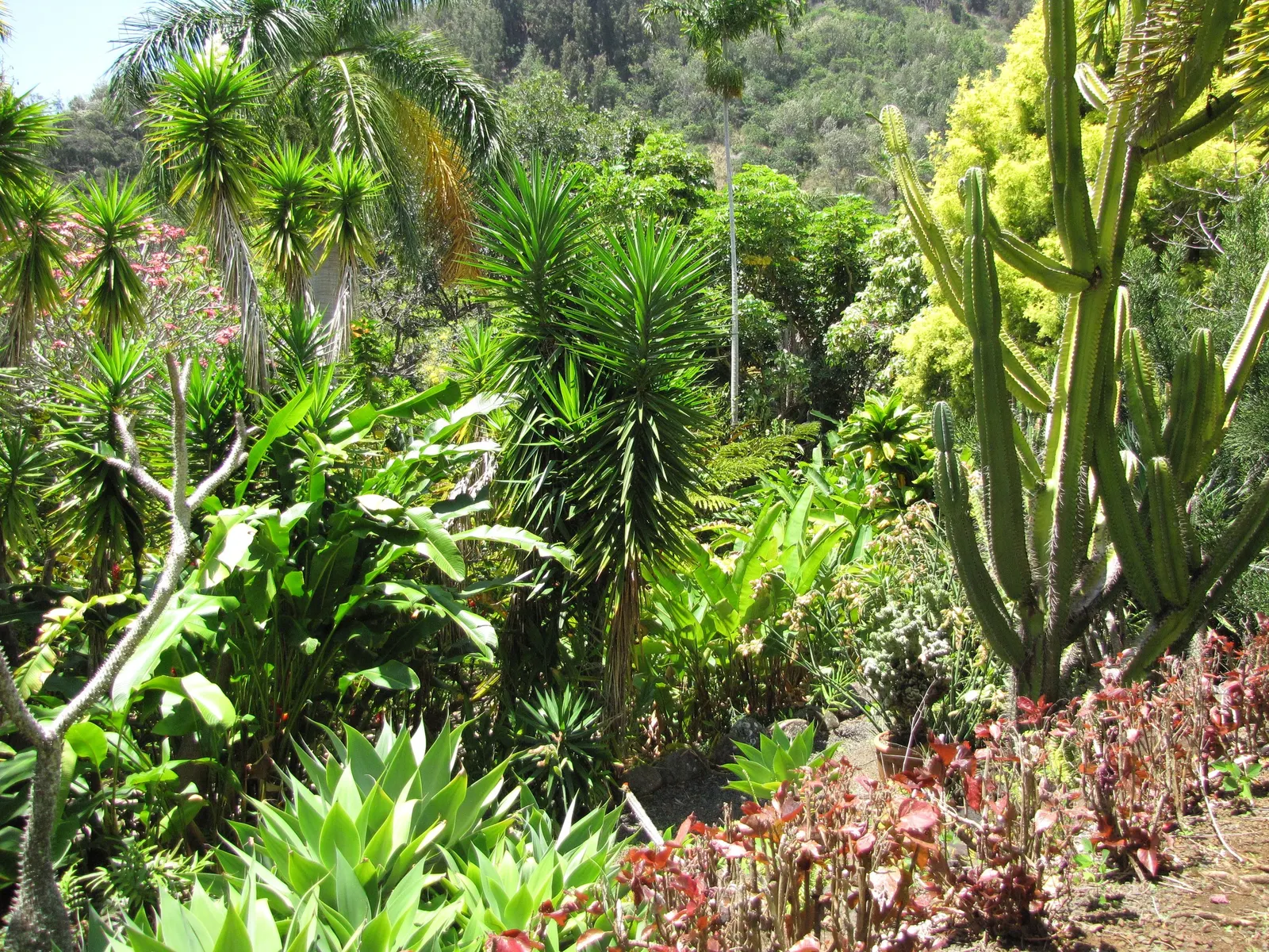 Adam's Needle (Yucca Filamentosa) — admired for its rosettes of sword-like leaves that reach 2-3 ft in length and up to 3 inches wide; each, image 83