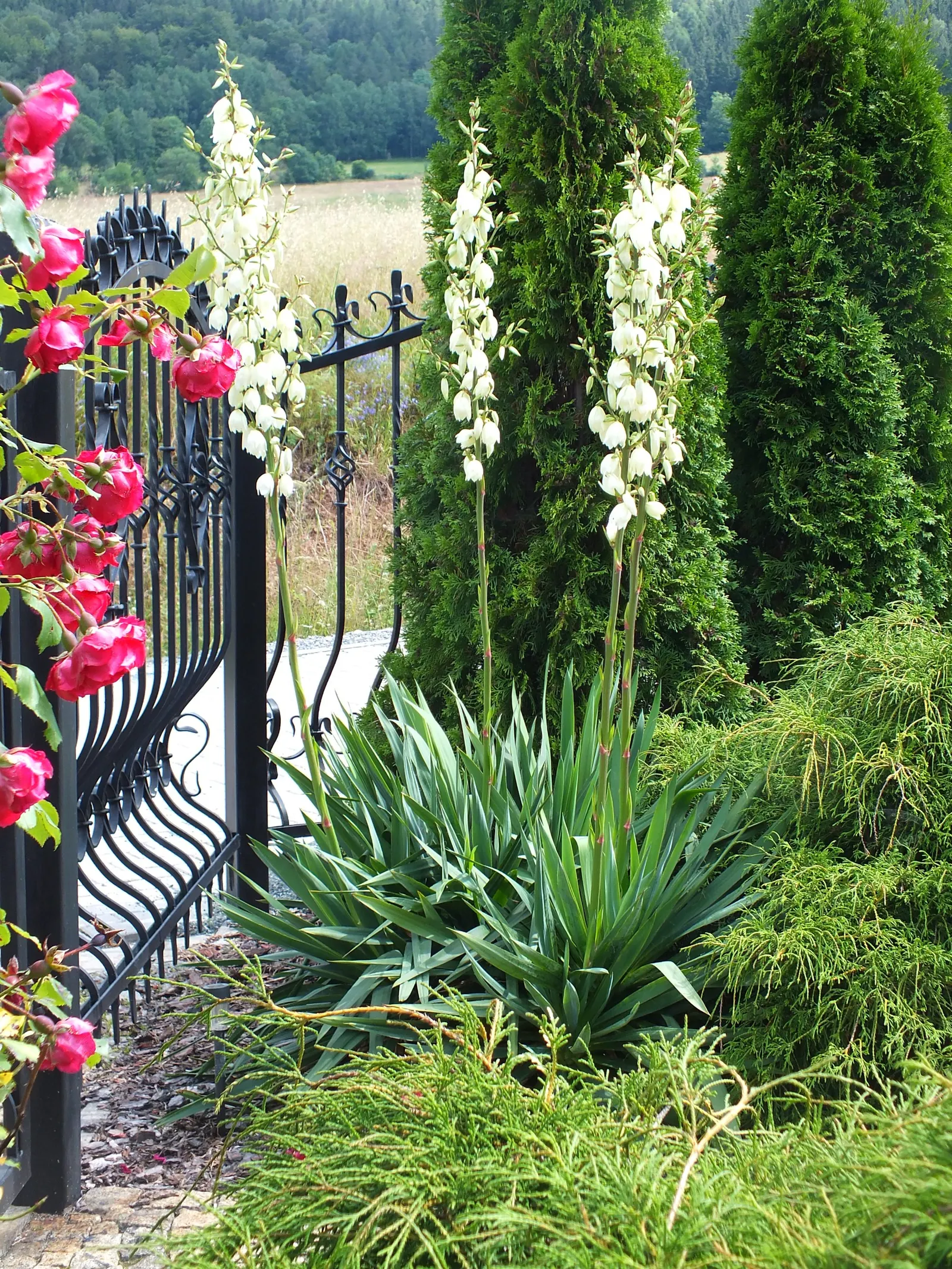 Adam's Needle (Yucca Filamentosa) — marked by curly filaments; the plant produces ivory white, image 57