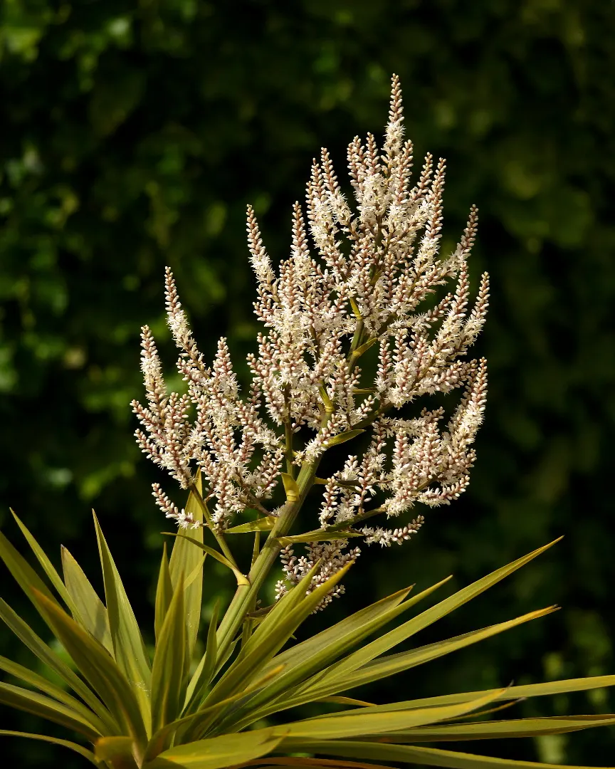Adam's Needle (Yucca Filamentosa) — marked by curly filaments; the plant produces ivory white, image 84