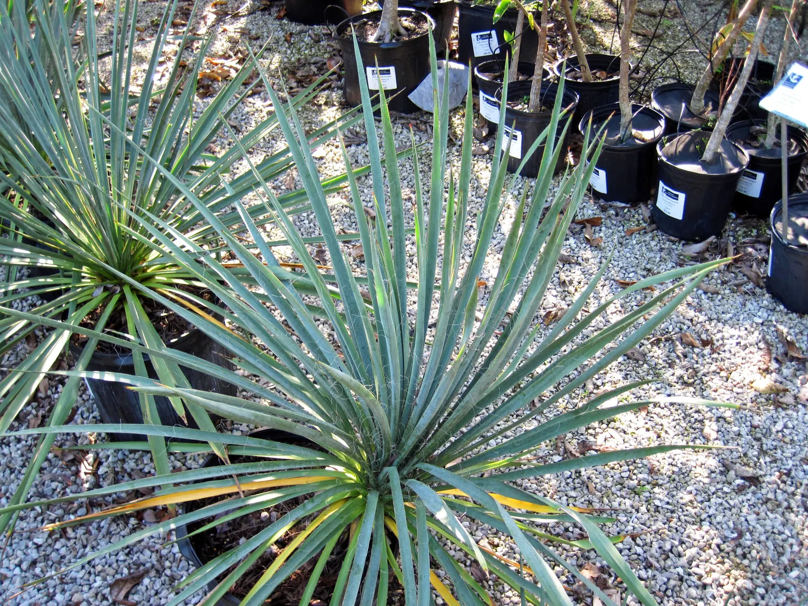 Adam's Needle (Yucca Filamentosa) — typically reaching a height and spread of 3 to 5 feet; or planted in groups for a dramatic effect, image 73