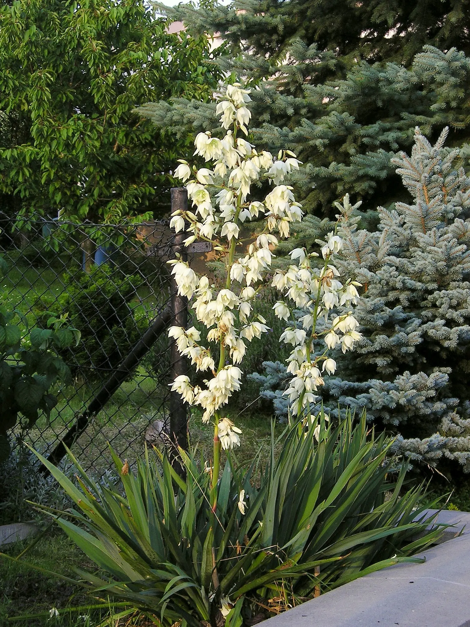 Adam's Needle (Yucca Filamentosa) — requiring full sun and well-drained soil, image 86