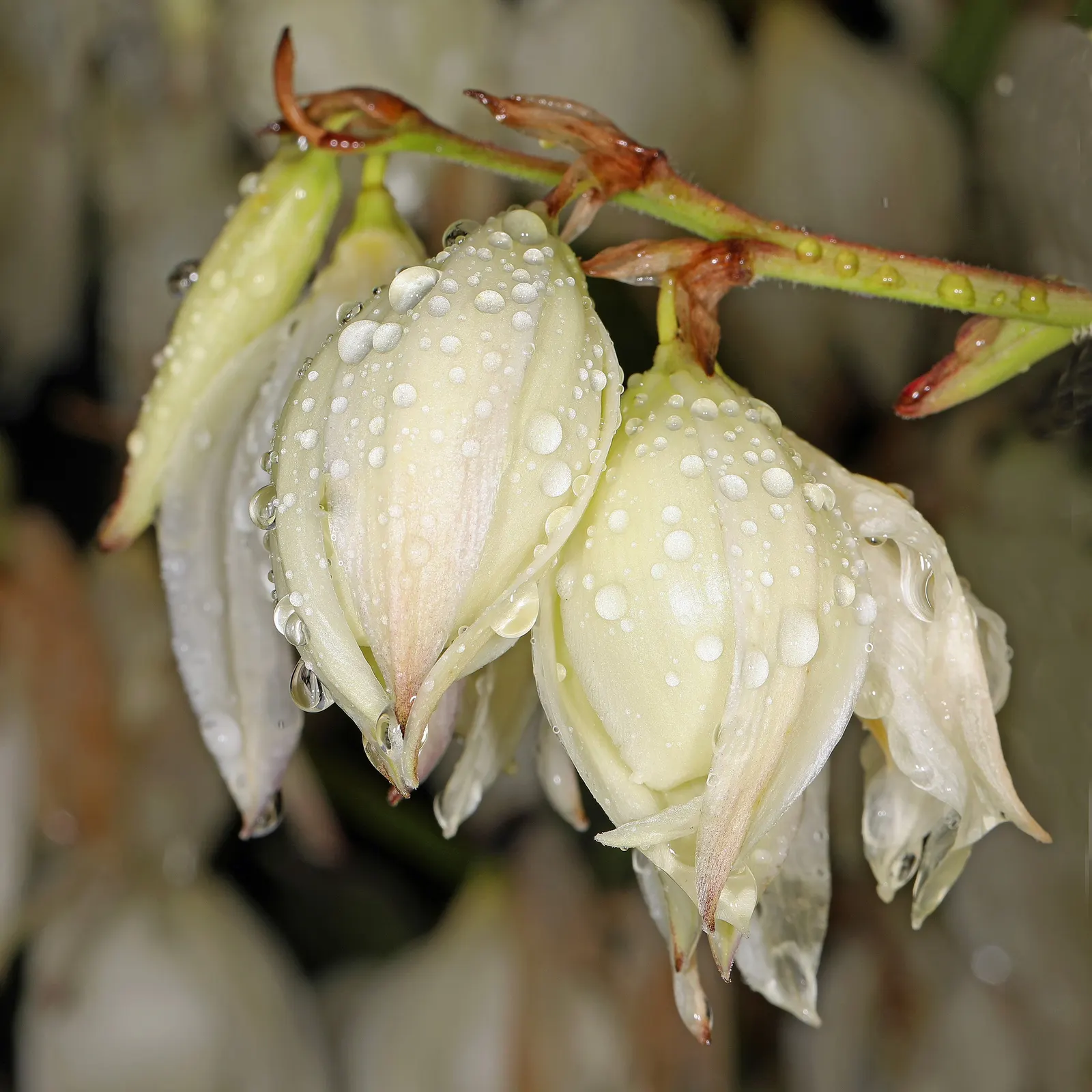 Adam's Needle (Yucca Filamentosa) — In summer, spectacular flower spikes can soar up to 6 ft, adorned with creamy white bell-shaped blossoms; white, image 58
