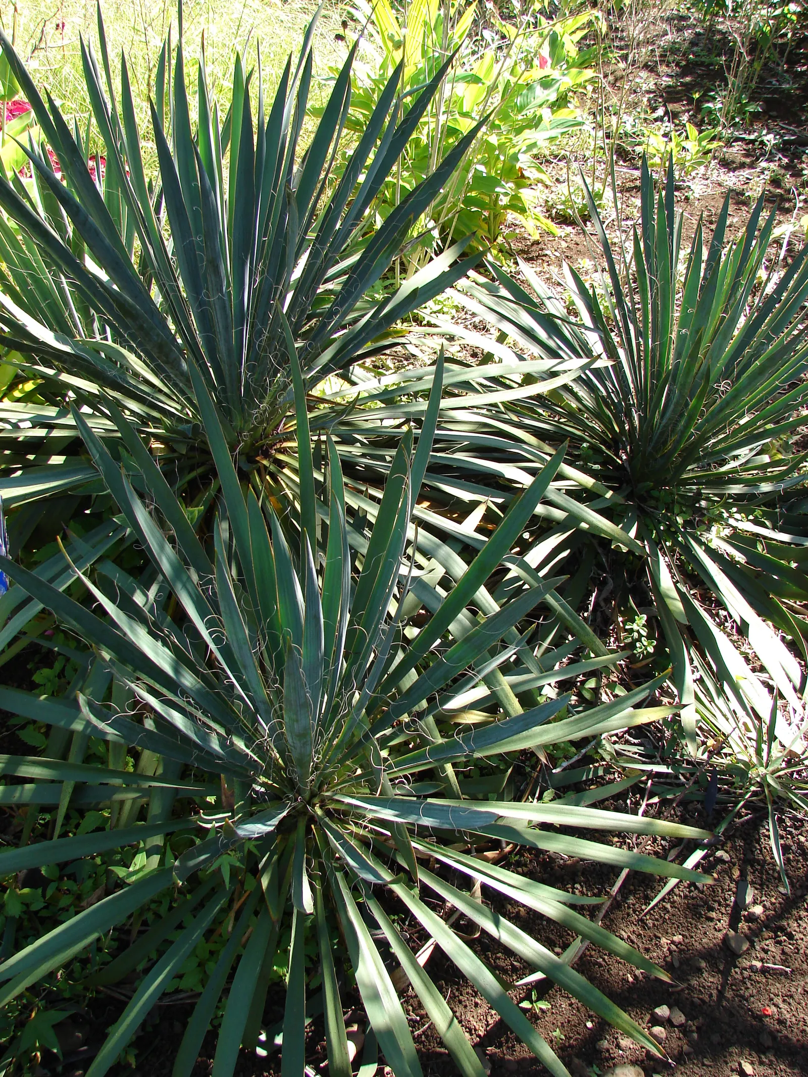 Adam's Needle (Yucca Filamentosa) — it's essential to note that Yucca filamentosa is drought-tolerant once established