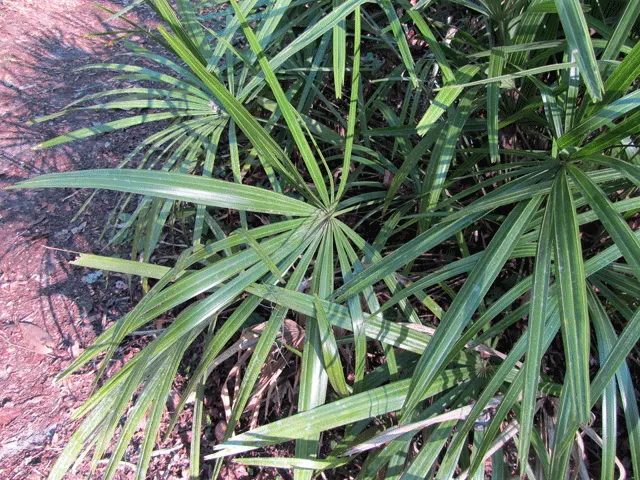 Adam's Needle (Yucca Filamentosa) — Adam's Needle (Yucca filamentosa) is a hardy; in summer, spectacular flower spikes can soar up to 6 ft, adorned, image 55