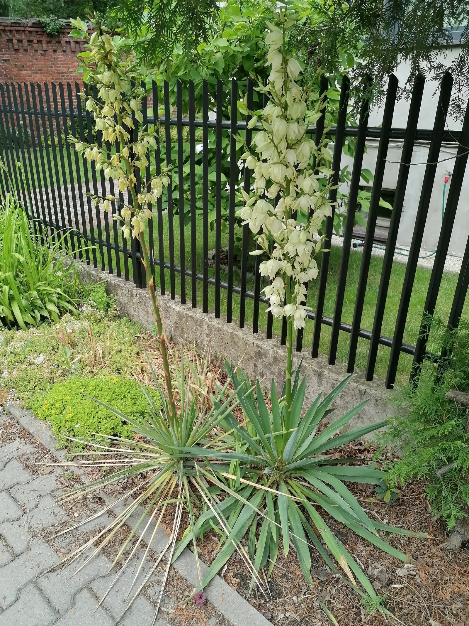 Adam's Needle (Yucca Filamentosa) — When incorporating this plant into your client's garden, image 77