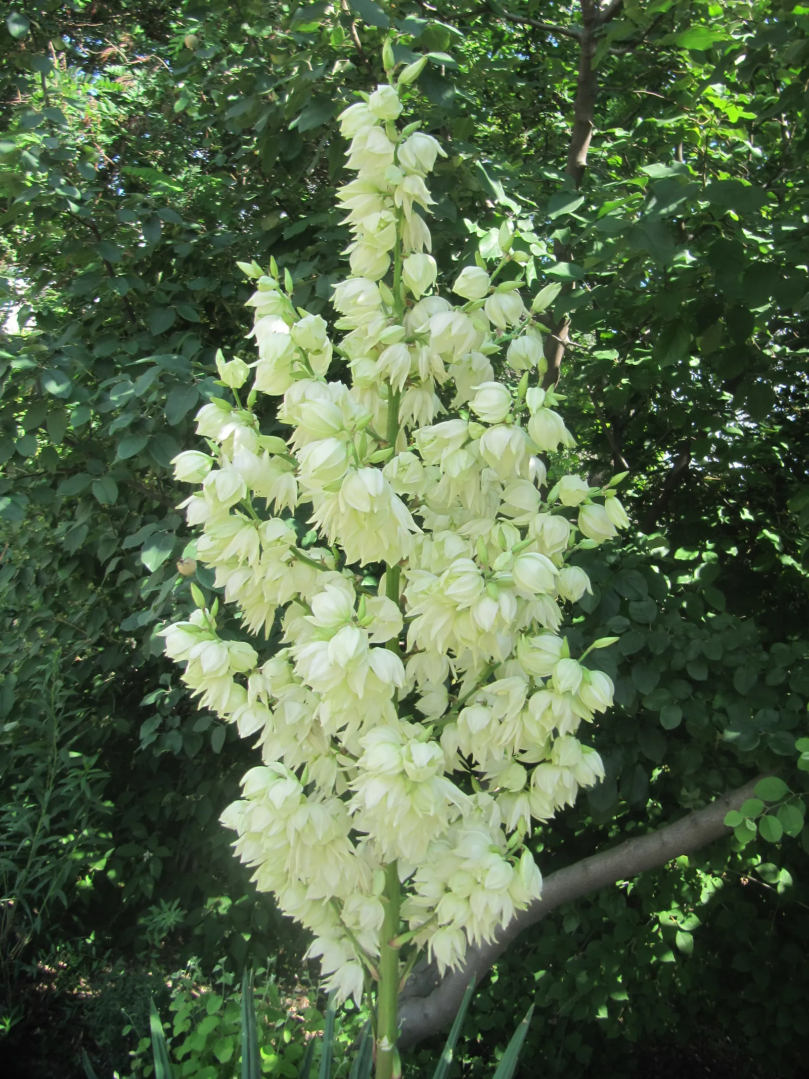 Adam's Needle (Yucca Filamentosa) — is a distinctive evergreen perennial ideally suited to a xeriscape or water-wise garden
