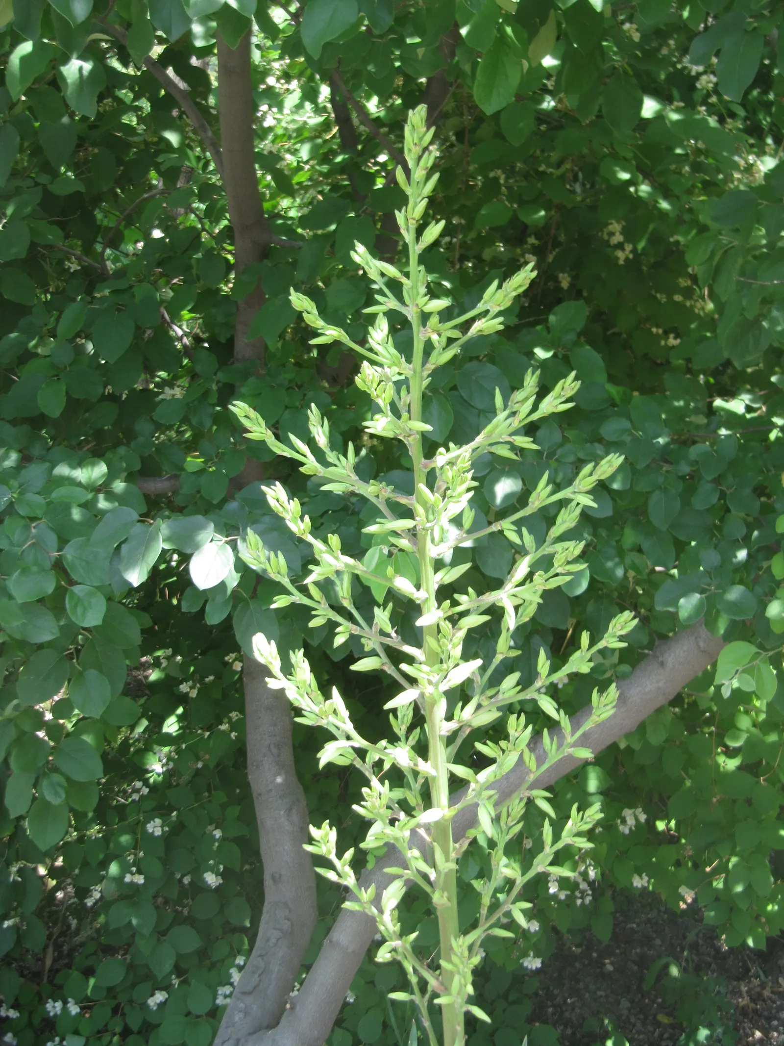 Adam's Needle (Yucca Filamentosa) — typically reaching a height and spread of 3 to 5 feet