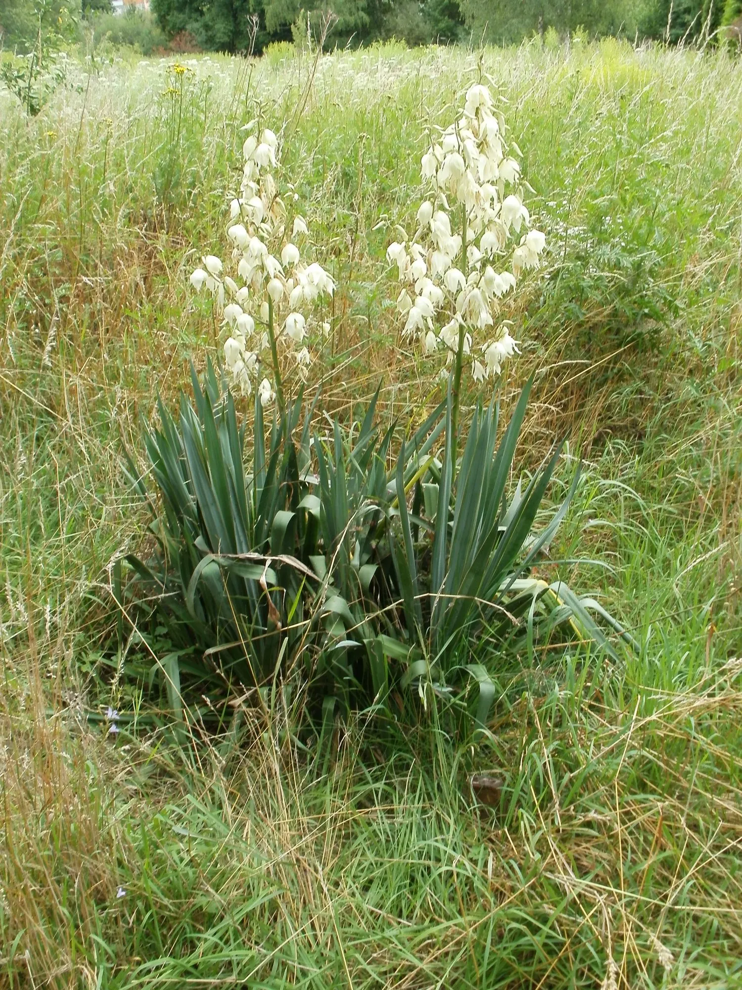 Adam's Needle (Yucca Filamentosa) — and is drought-tolerant once established