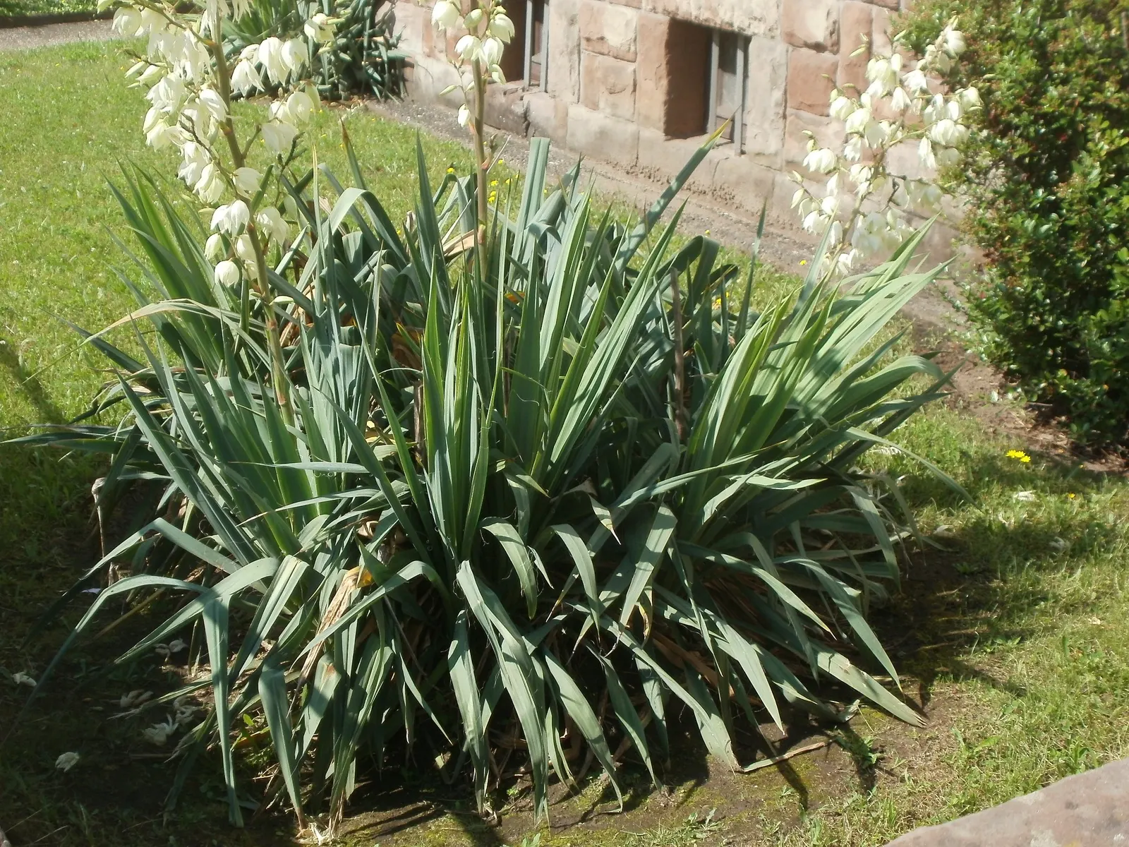 Adam's Needle (Yucca Filamentosa) — it's essential to note that Yucca filamentosa is drought-tolerant once established; scientifically known as, image 67