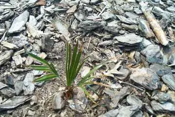 Adam's Needle (Yucca Filamentosa) — or planted in groups for a dramatic effect; it prefers well-drained soil
