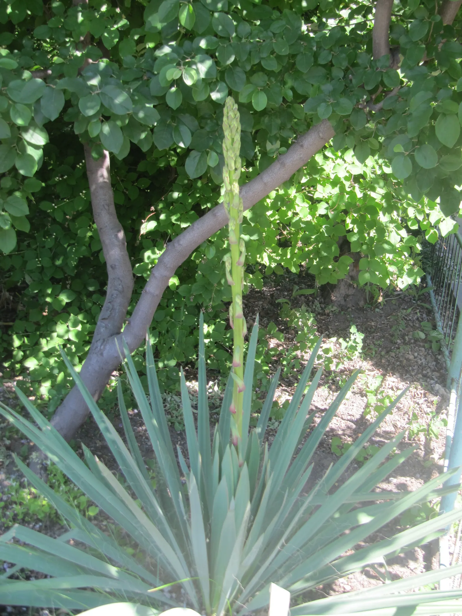 Adam's Needle (Yucca Filamentosa) — requiring full sun and well-drained soil