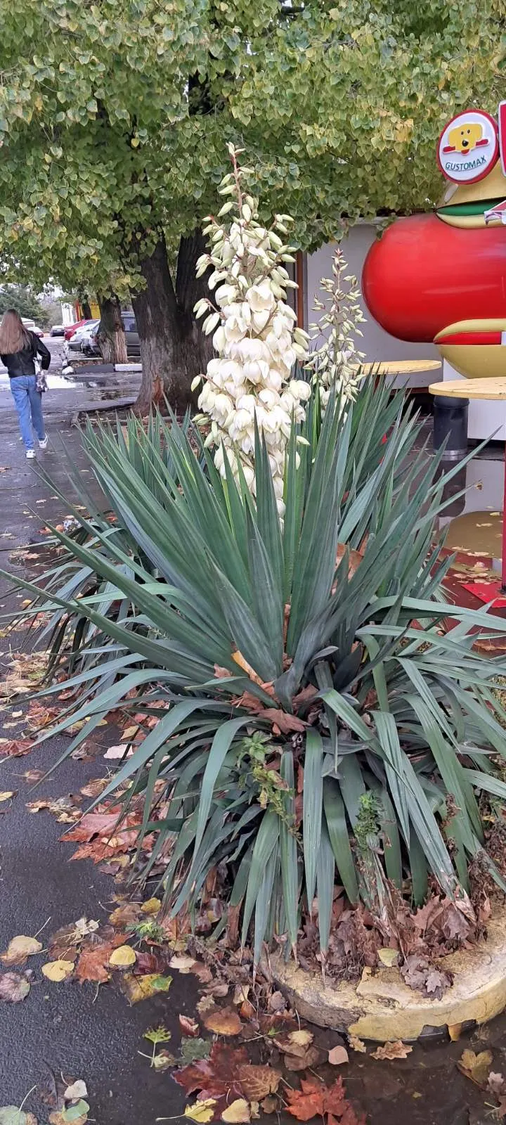 Adam's Needle (Yucca Filamentosa) — It prefers well-drained soil