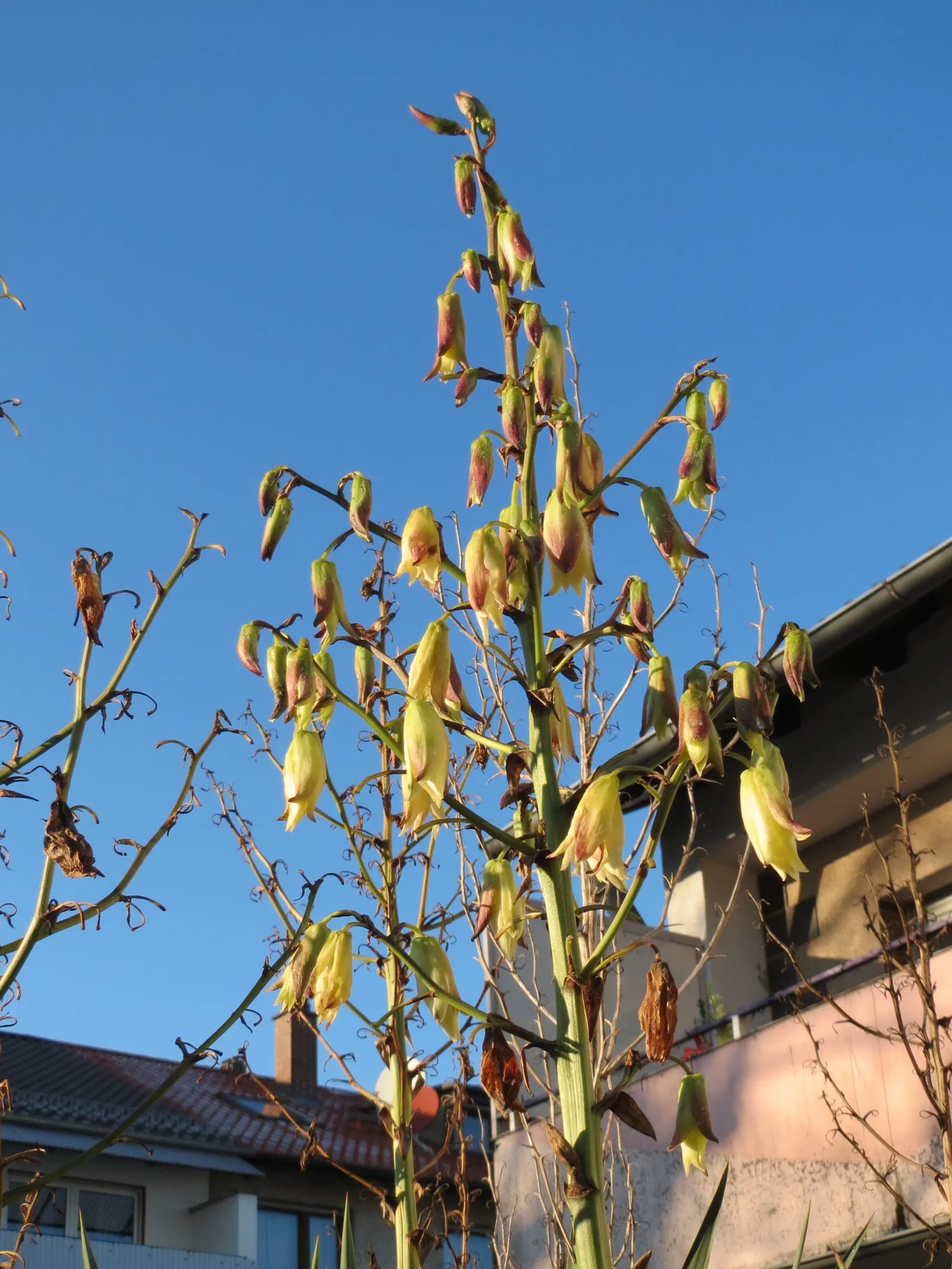 Adam's Needle (Yucca Filamentosa) — With its rosette of sword-shaped leaves, this native North American plant provides architectural interest; and, image 63