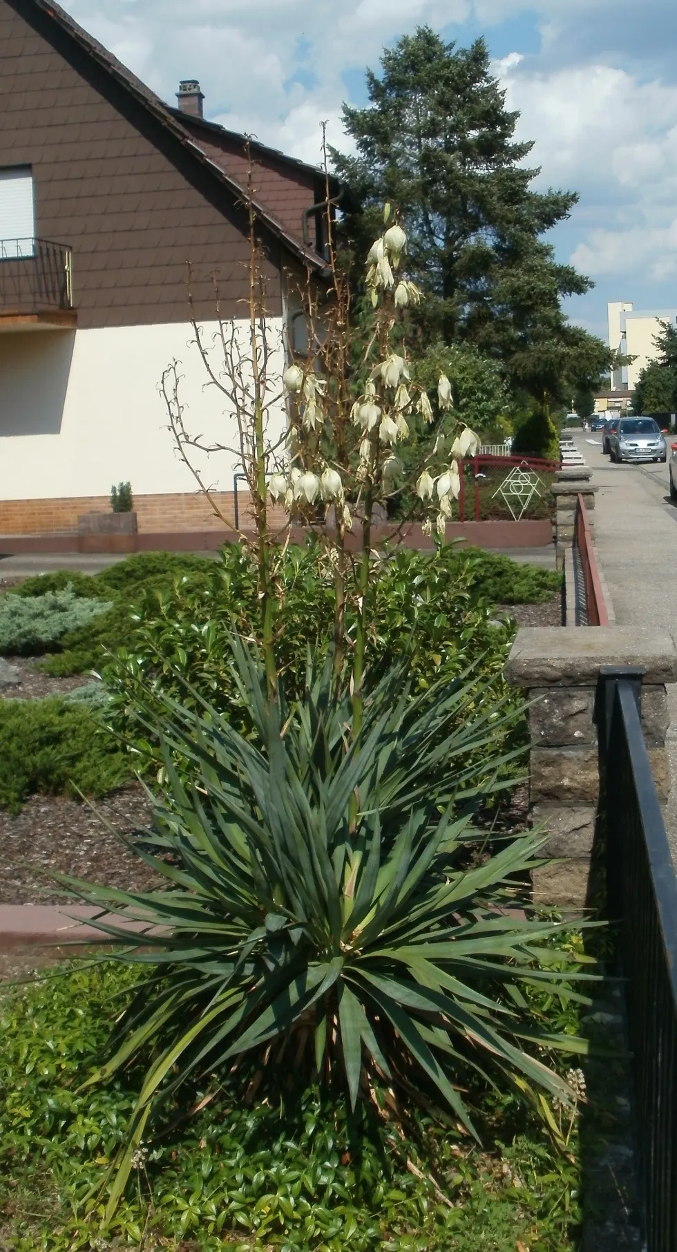 Adam's Needle (Yucca Filamentosa) — scientifically known as Yucca filamentosa