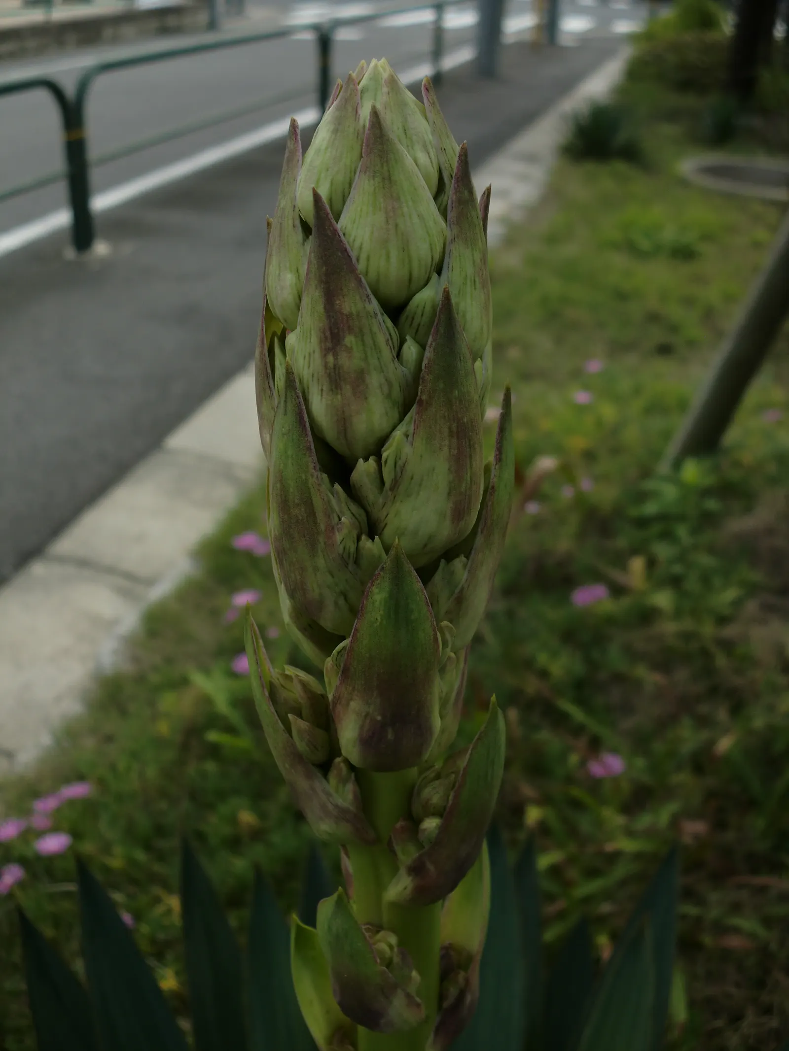 Adam's Needle (Yucca Filamentosa) — is a distinctive evergreen perennial ideally suited to a xeriscape or water-wise garden; shrub with white blooms, image 62