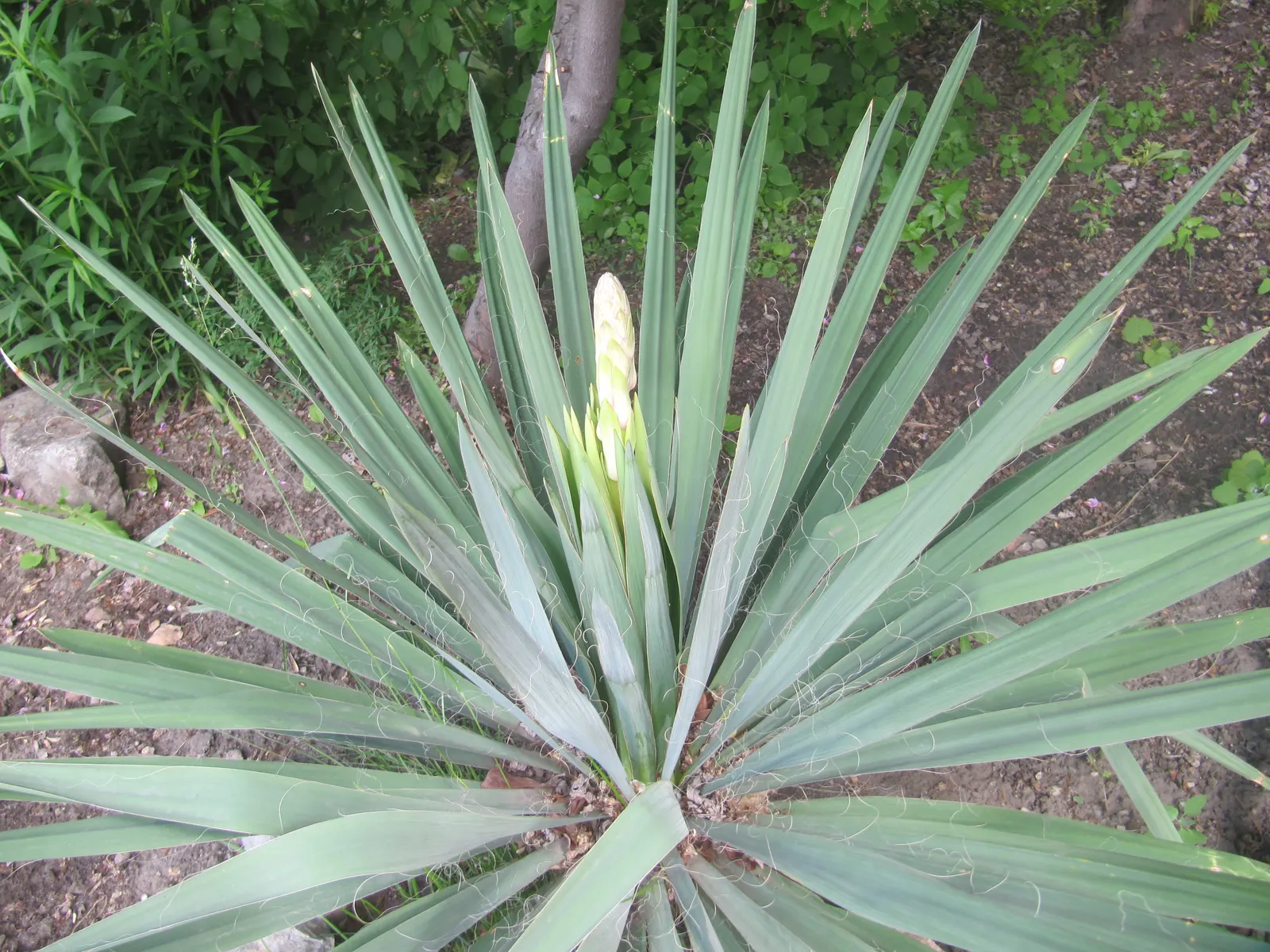Adam's Needle (Yucca Filamentosa) — the plant produces ivory white