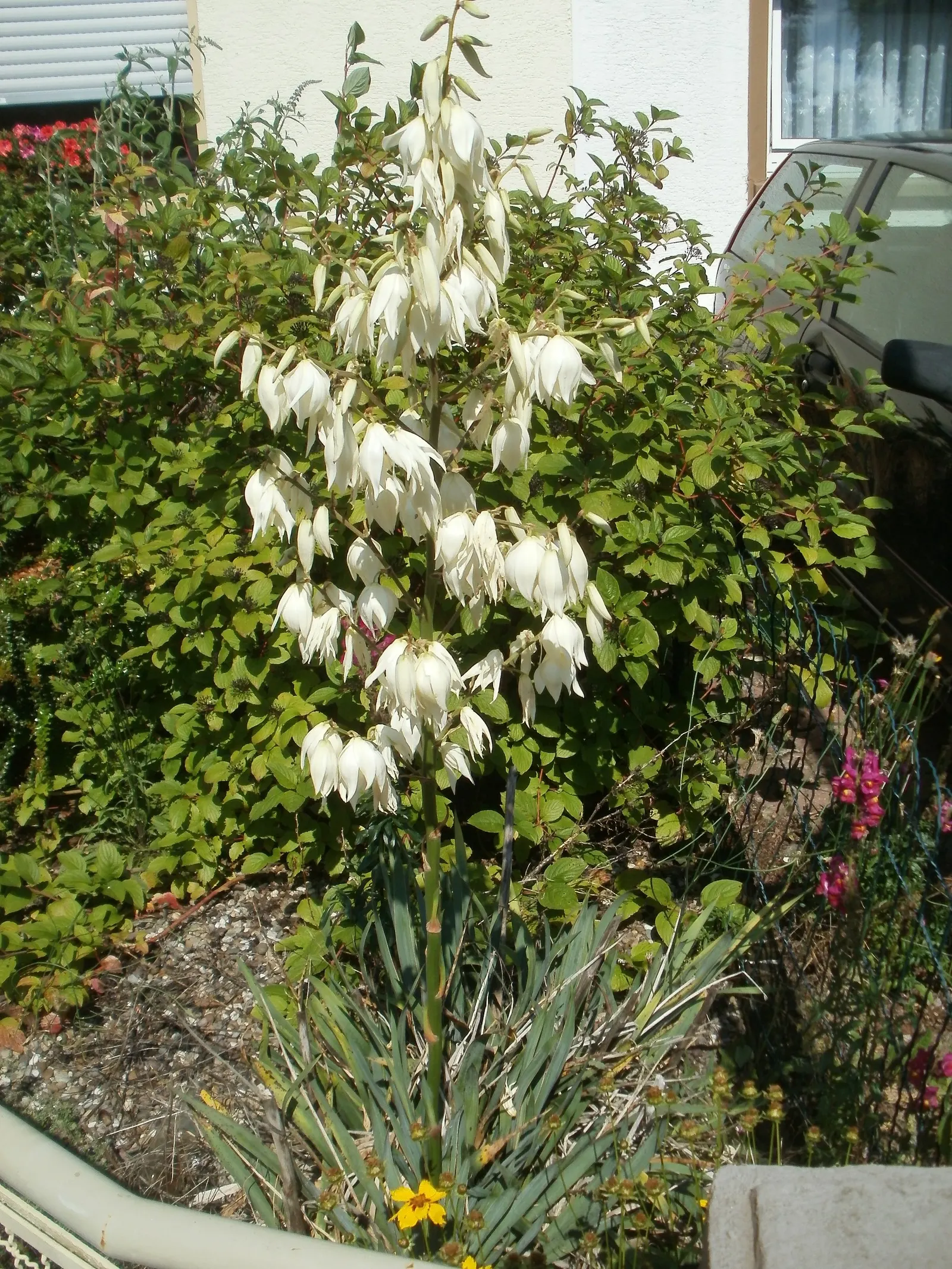 Adam's Needle (Yucca Filamentosa) — Adam's Needle (Yucca filamentosa) is a hardy