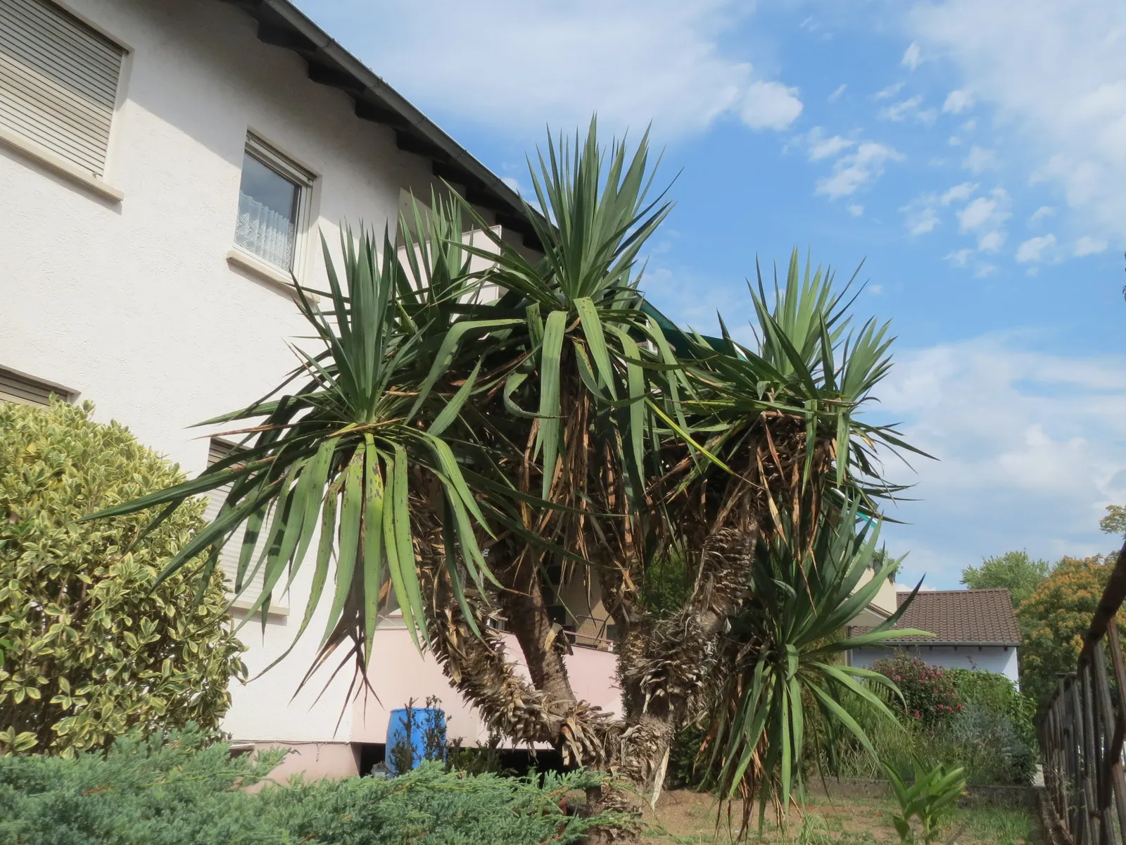 Adam's Needle (Yucca Filamentosa) — With its rosette of sword-shaped leaves, this native North American plant provides architectural interest