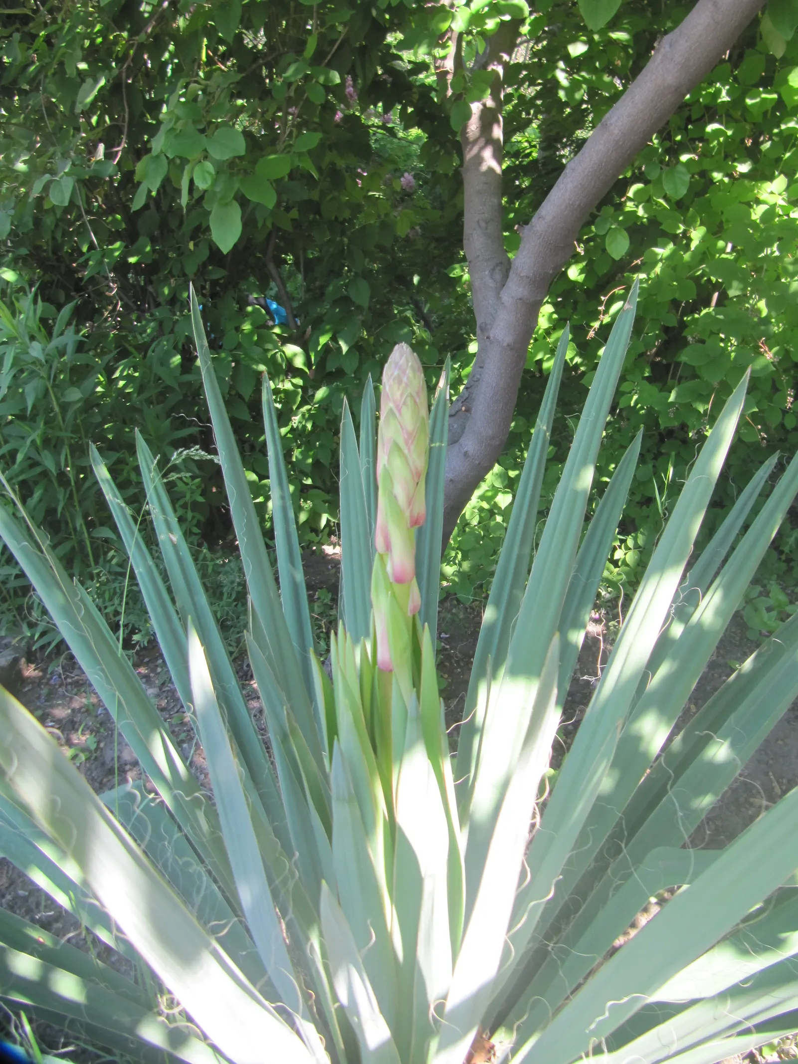 Adam's Needle (Yucca Filamentosa) — Its hardiness zones are 4 through 11, and it thrives in full sun to partial shade; used as an accent or, image 69