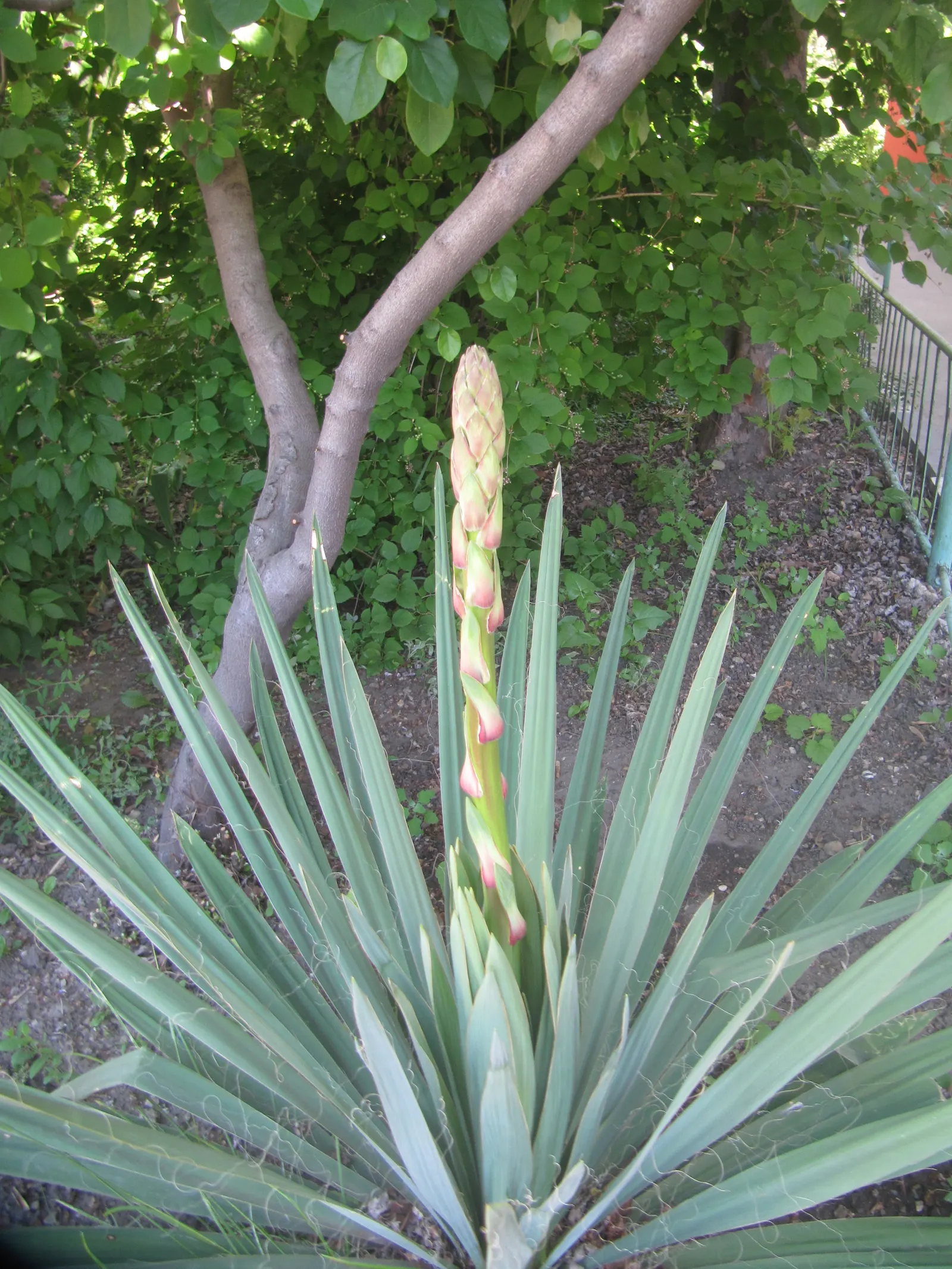 Adam's Needle (Yucca Filamentosa) — and with its ability to withstand dry conditions; is a distinctive evergreen perennial ideally suited to a, image 71