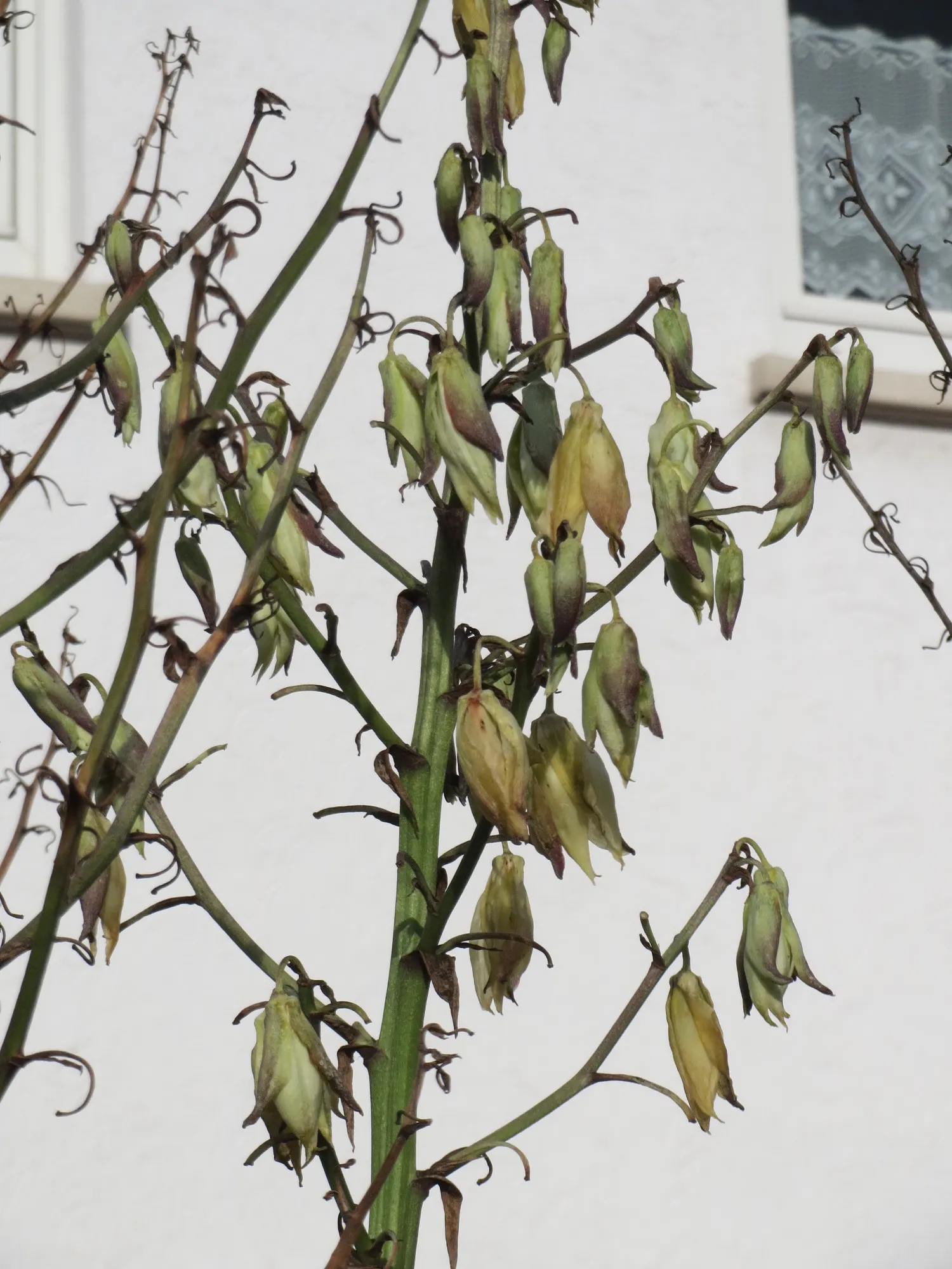 Adam's Needle (Yucca Filamentosa) — requiring full sun and well-drained soil, image 59