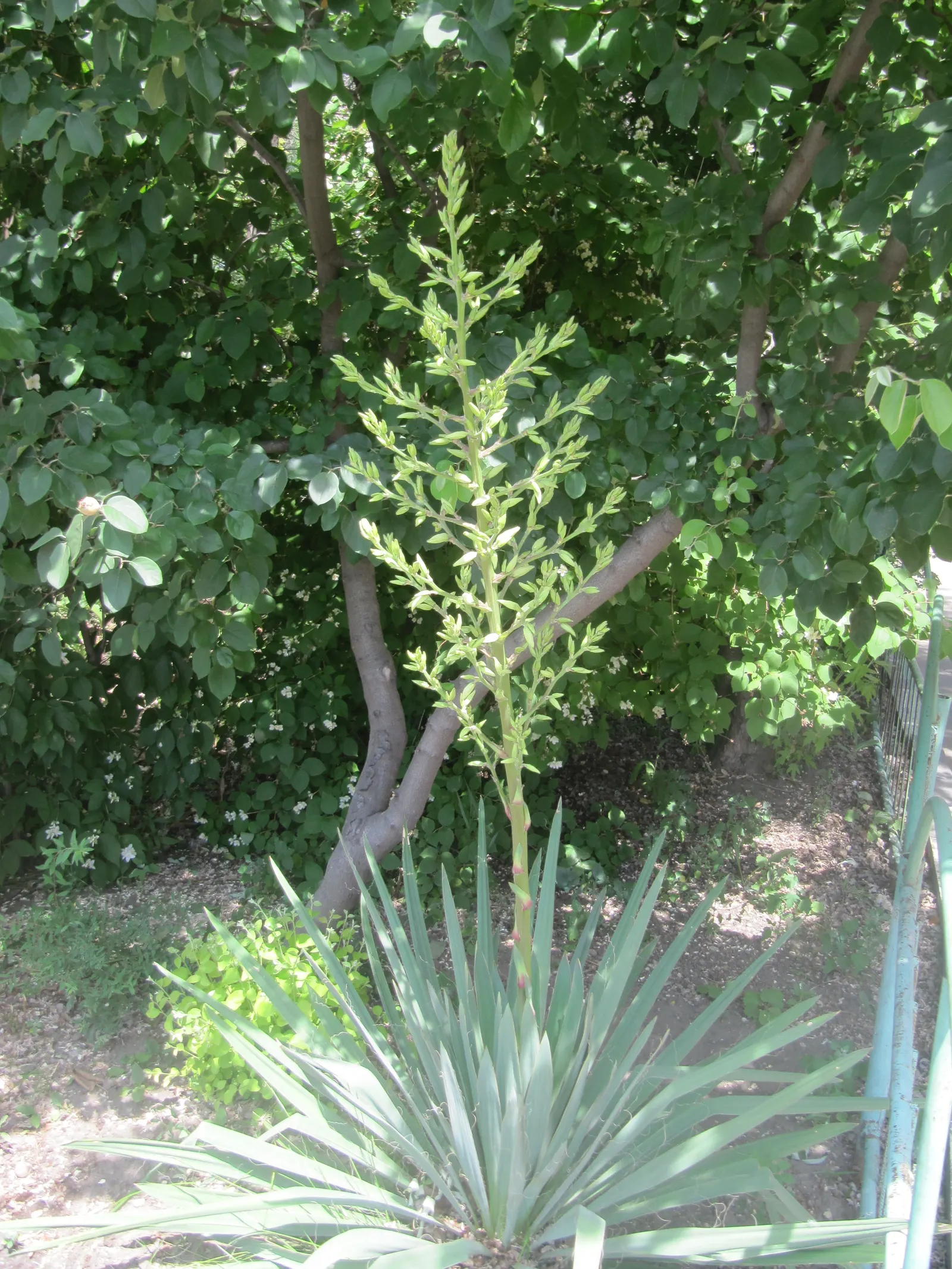 Adam's Needle (Yucca Filamentosa) — In summer, spectacular flower spikes can soar up to 6 ft, adorned with creamy white bell-shaped blossoms