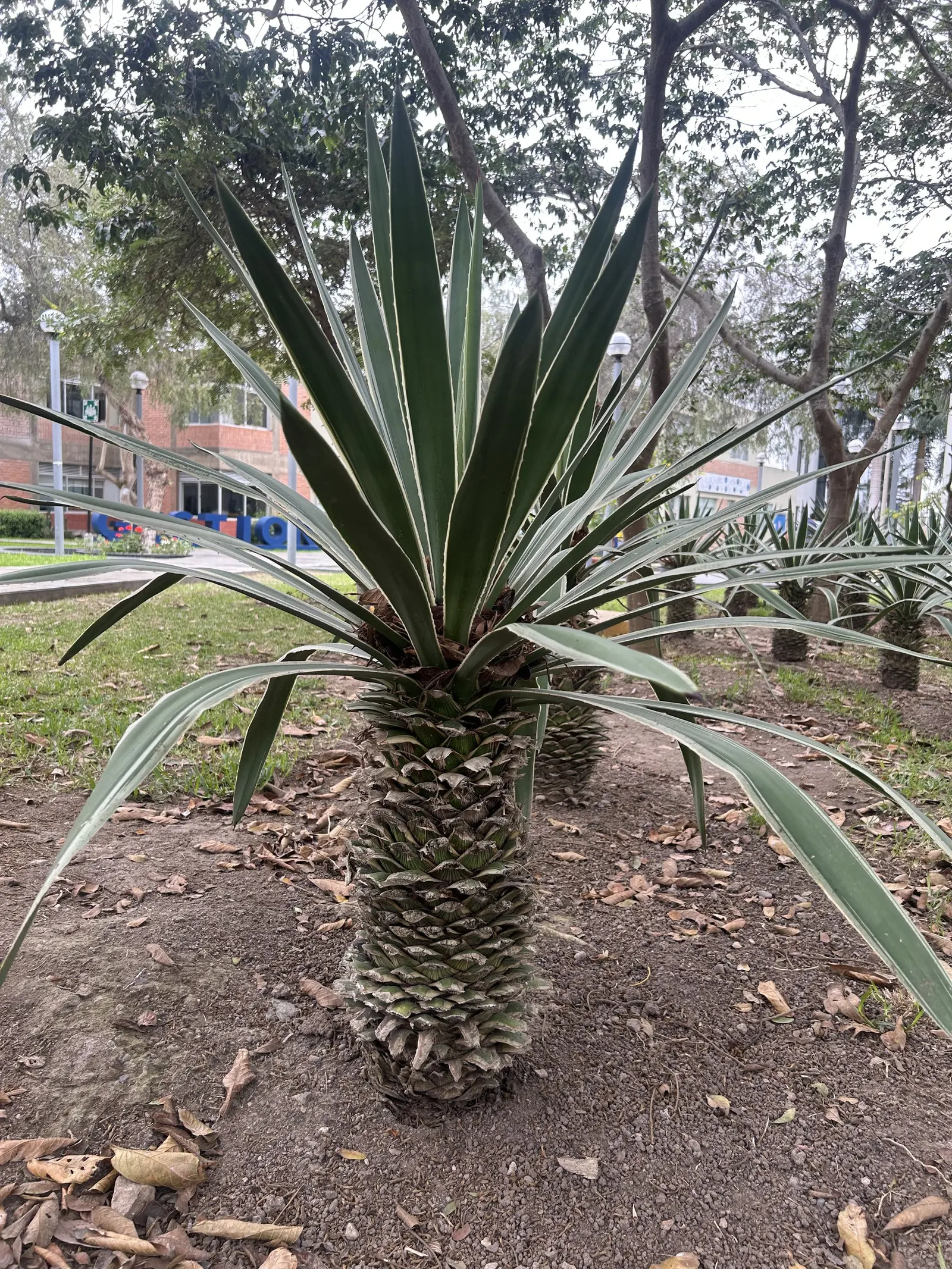 Adam's Needle (Yucca Filamentosa) — each typically ranging from 2 to 3 feet in length and about 2 to 3 inches wide; yucca filamentosa can be placed, image 65