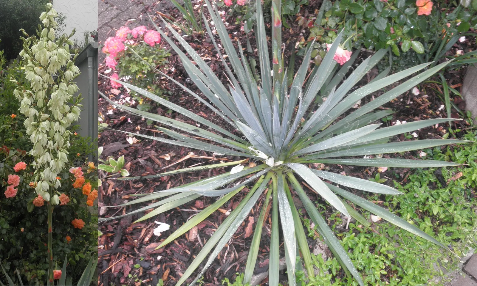Adam's Needle (Yucca Filamentosa) — shrub with white blooms; and with its ability to withstand dry conditions