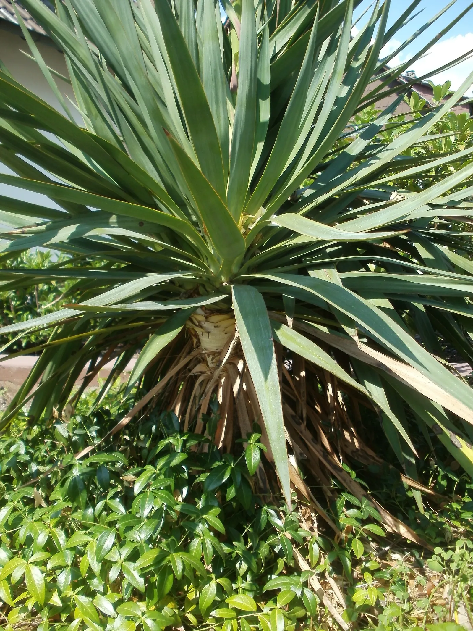 Adam's Needle (Yucca Filamentosa) — and is drought-tolerant once established; adding to its visual appeal.<br><br>As a landscape architect, image 60