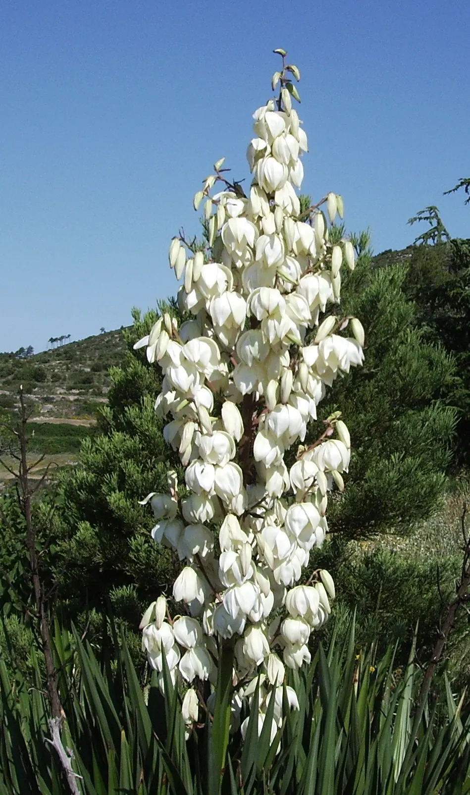 Adam's Needle (Yucca Filamentosa) — In summer, spectacular flower spikes can soar up to 6 ft, adorned with creamy white bell-shaped blossoms; white flowers in