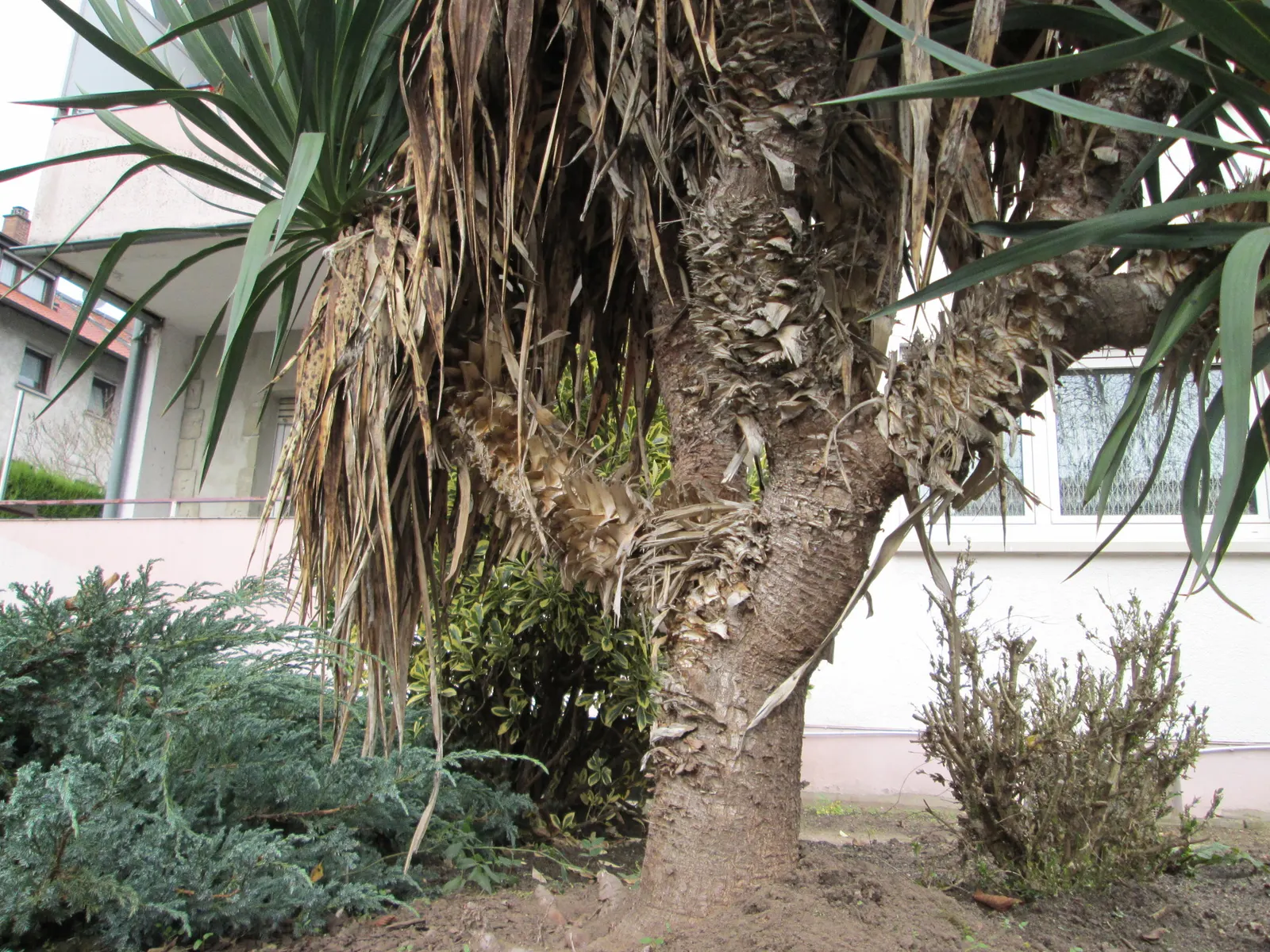 Adam's Needle (Yucca Filamentosa) — adding to its visual appeal.<br><br>As a landscape architect; shrub for full, image 66