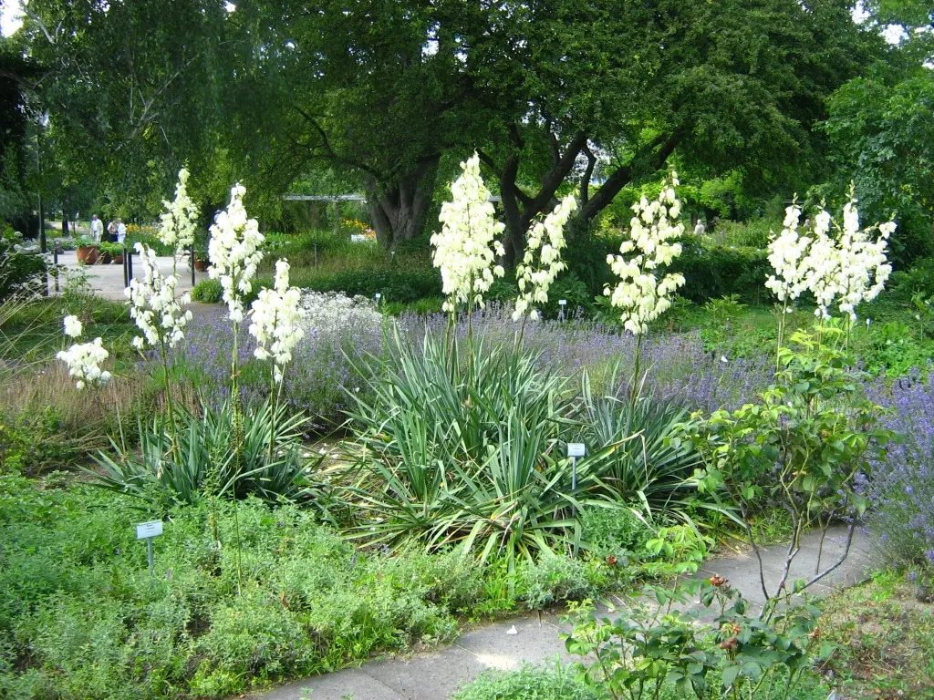 Adam's Needle (Yucca Filamentosa) — ensure it has ample space to accommodate its mature size and the stunning flower spikes
