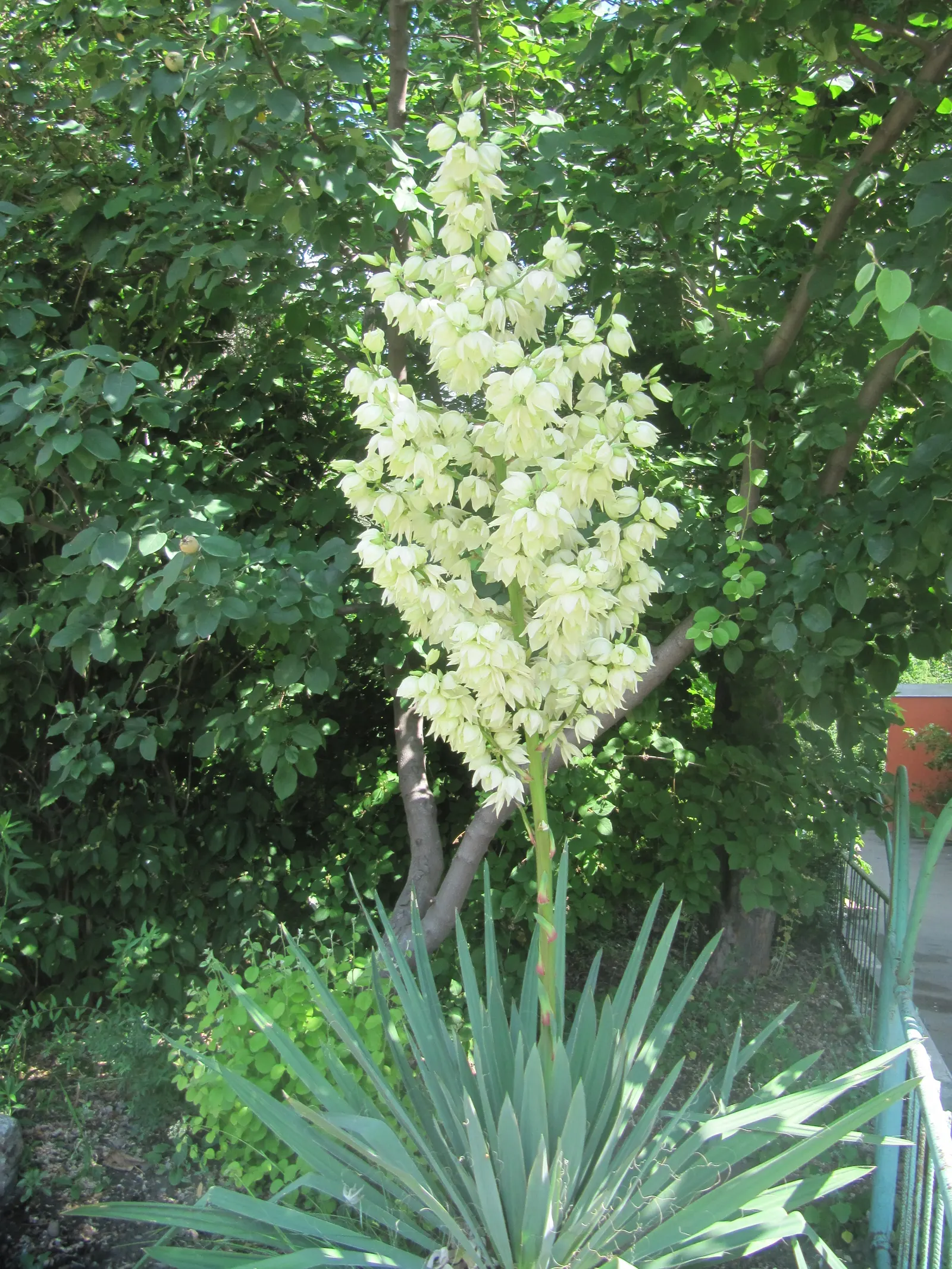 Adam's Needle (Yucca Filamentosa) — used as an accent or specimen plant
