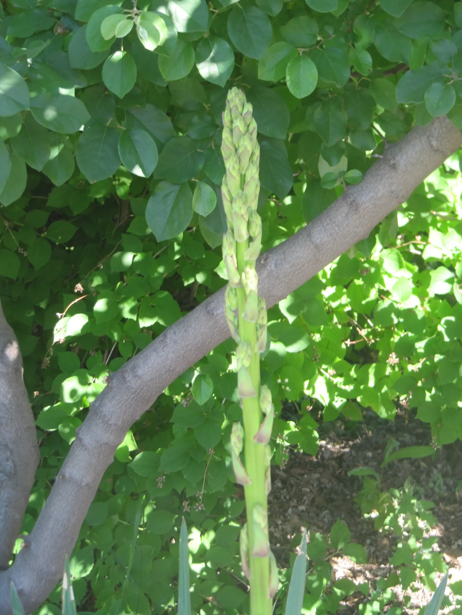 Adam's Needle (Yucca Filamentosa) — making it a low-maintenance choice for gardeners seeking resilient plants, image 68