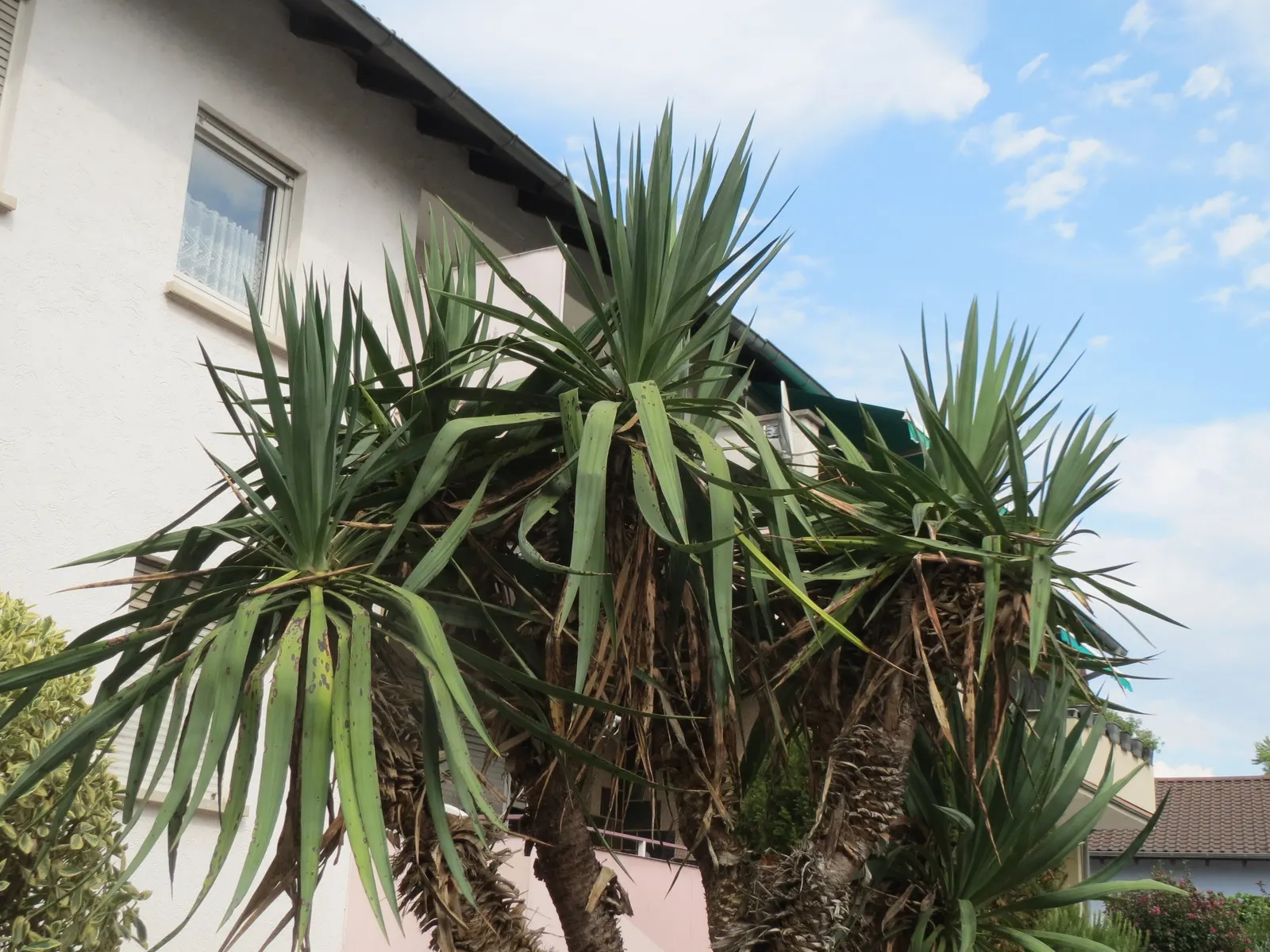 Adam's Needle (Yucca Filamentosa) — admired for its rosettes of sword-like leaves that reach 2-3 ft in length and up to 3 inches wide