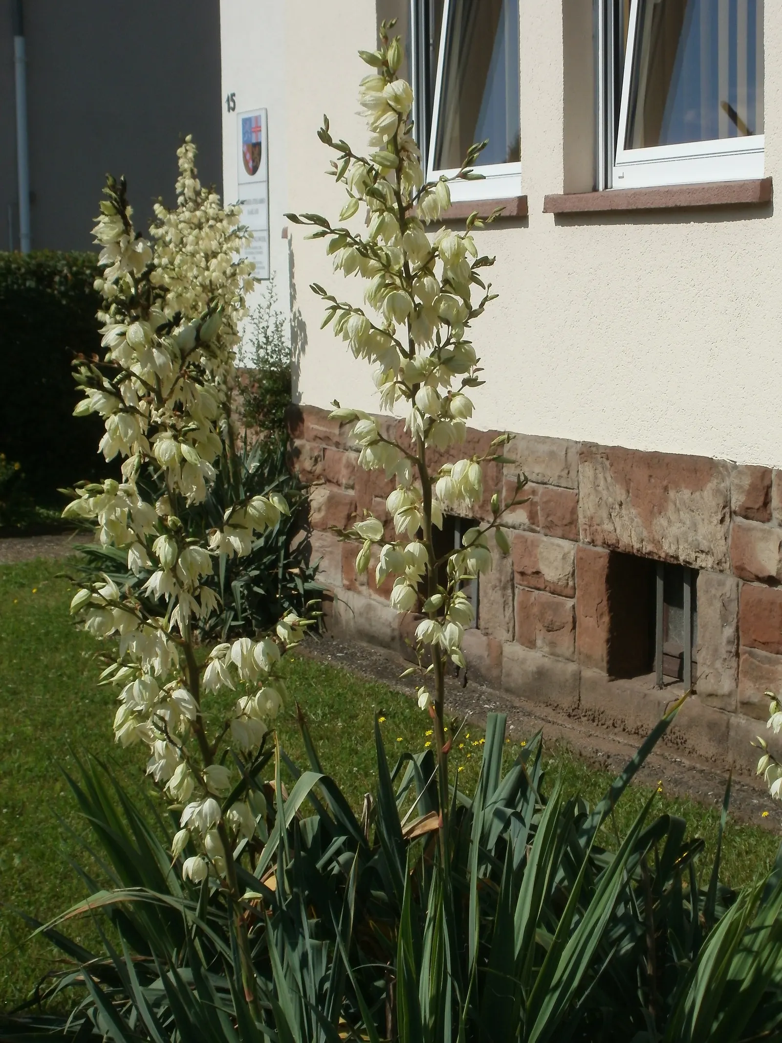 Adam's Needle (Yucca Filamentosa) — scientifically known as Yucca filamentosa; typically reaching a height and spread of 3 to 5 feet, image 61