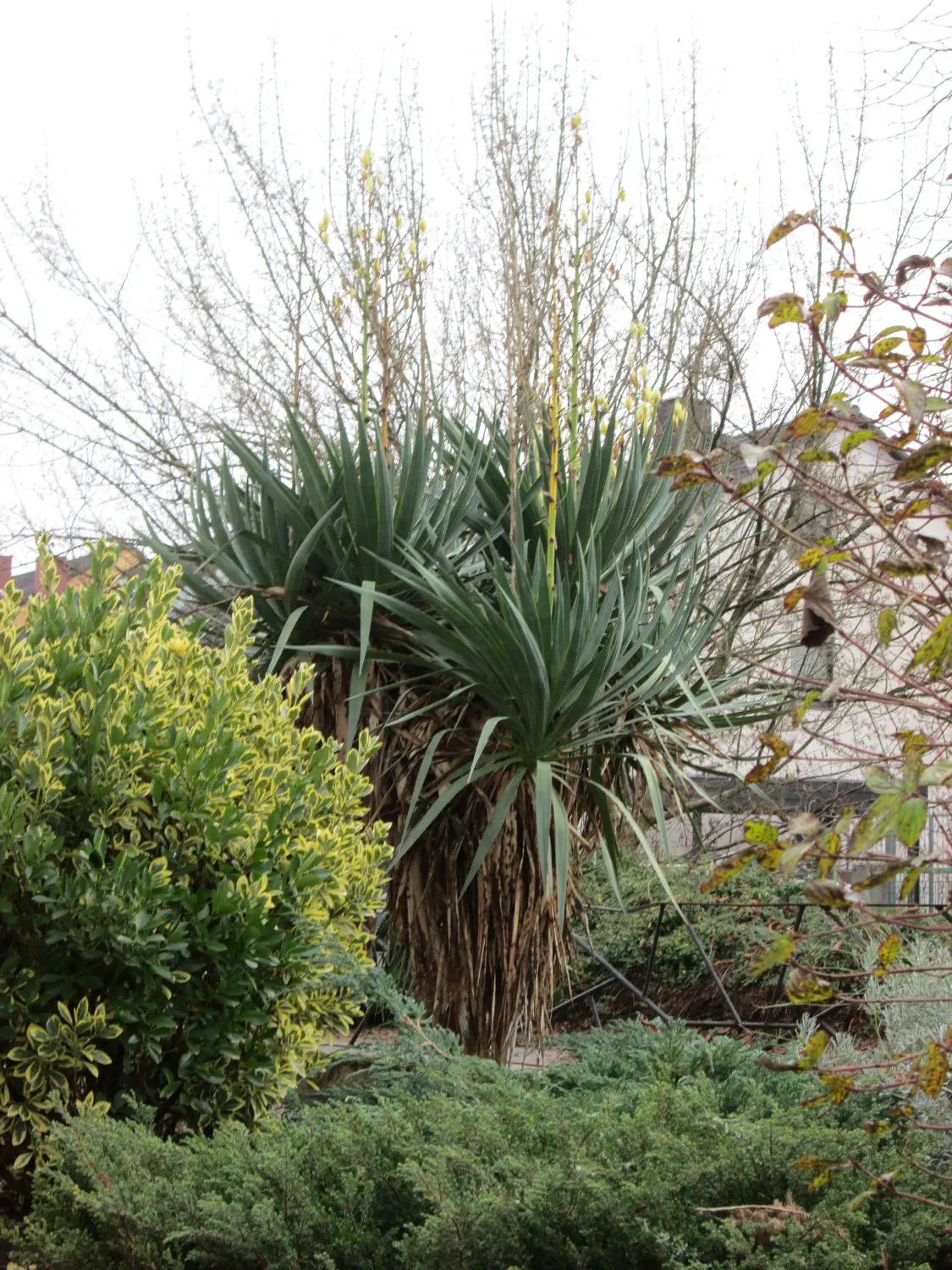 Adam's Needle (Yucca Filamentosa) — marked by curly filaments