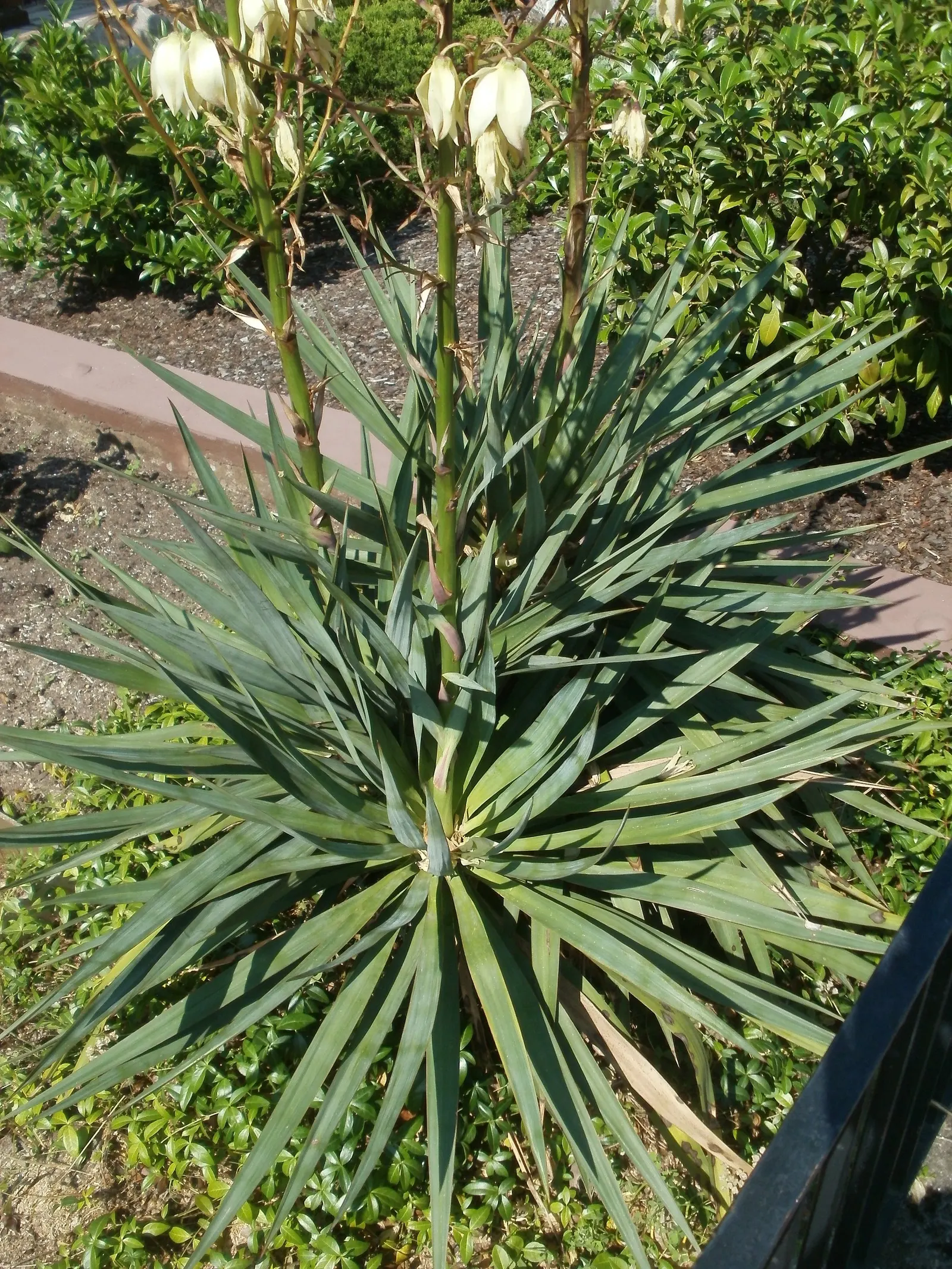 Adam's Needle (Yucca Filamentosa) — The leaves are a striking bluish-green; it's essential to note that Yucca filamentosa is drought-tolerant once, image 64