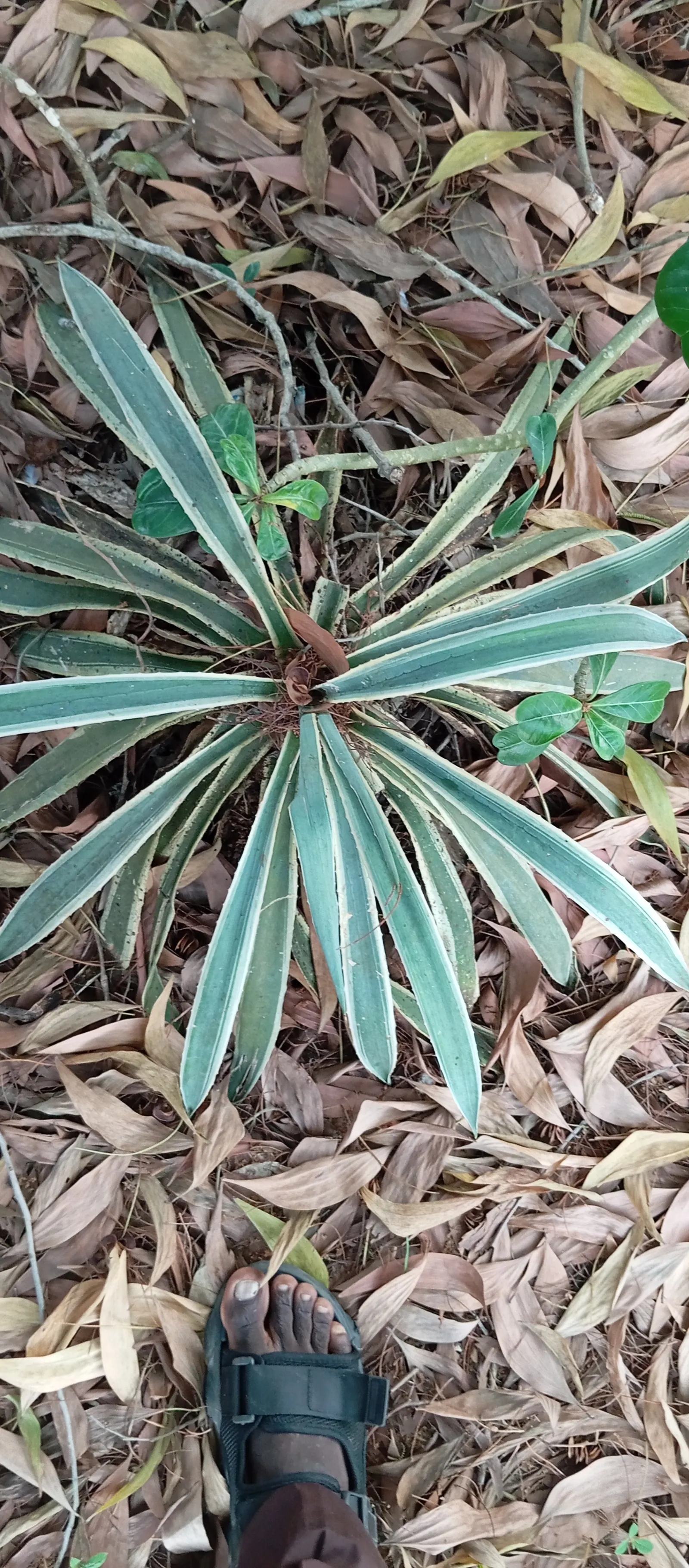 Adam's Needle (Yucca Filamentosa) — and with its ability to withstand dry conditions
