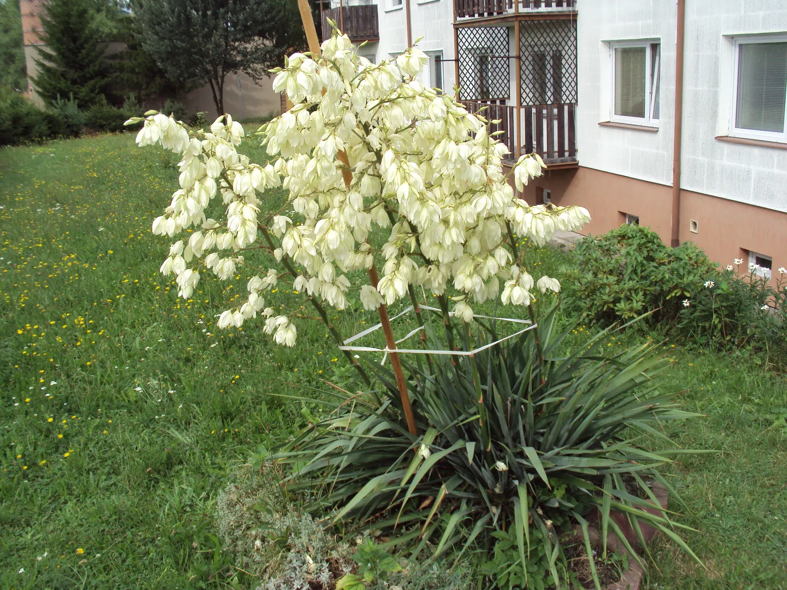 Adam's Needle (Yucca Filamentosa) — Yucca filamentosa can be placed in the foreground of beds or borders; admired for its rosettes of sword-like leaves that