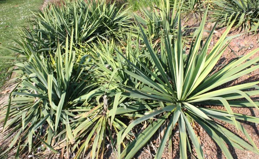 Adam's Needle (Yucca Filamentosa) — requiring full sun and well-drained soil, image 32